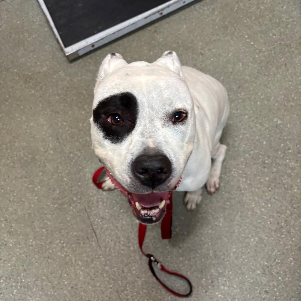 Monte, Adoptable, Senior Male Pit Bull Terrier.