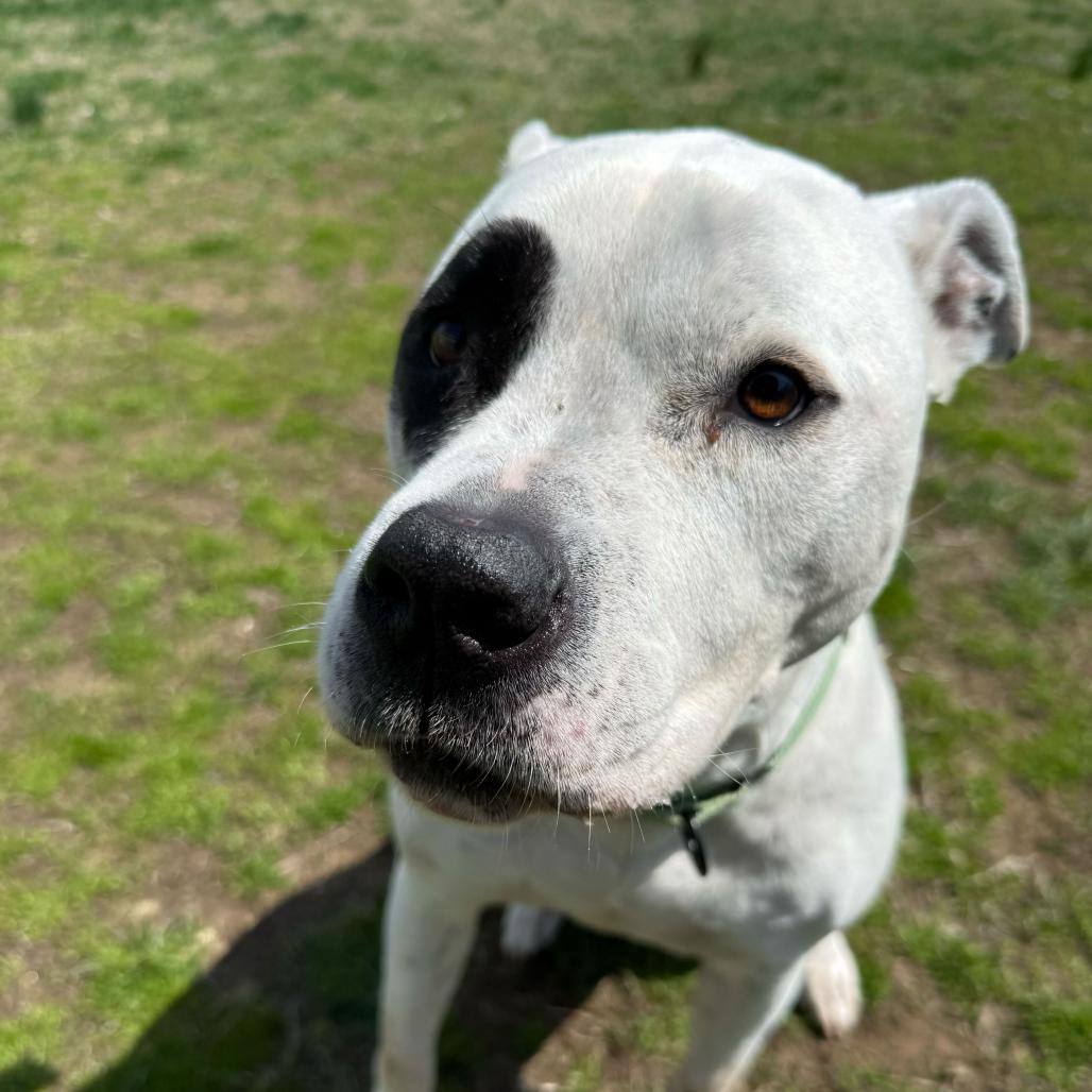 Enlarge Monte, a Adoptable mixed breed in Newark, DE image 2/6