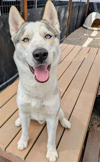 Enlarge LIGHTNING, a Adoptable Siberian Husky in Frisco, CO image 1/1