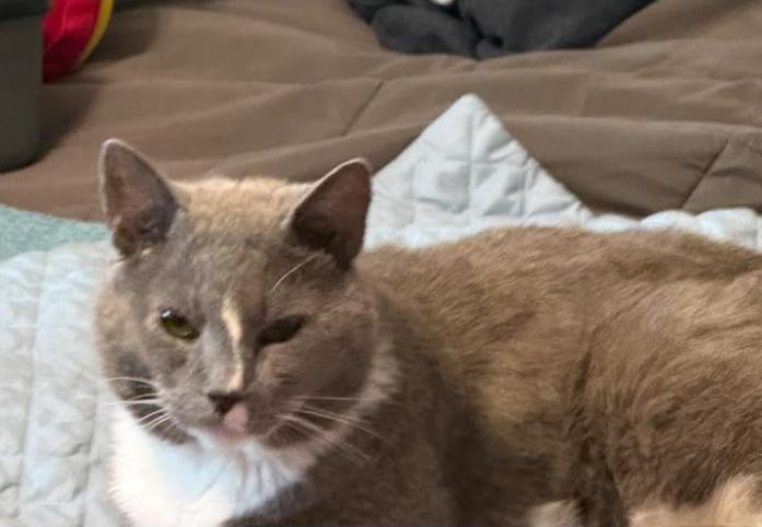 Enlarge Zeus, a Adoptable Domestic Short Hair in Delran, NJ image 1/1