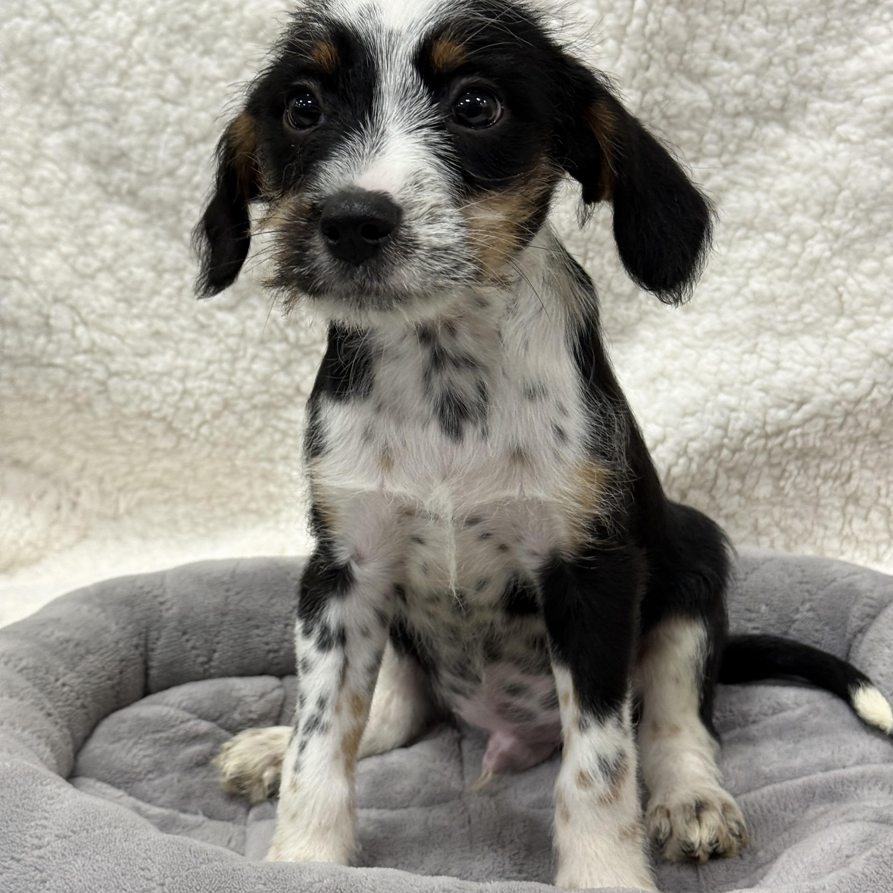 Chewy, a Adoptable mixed breed in Baton Rouge, LA image 1/6