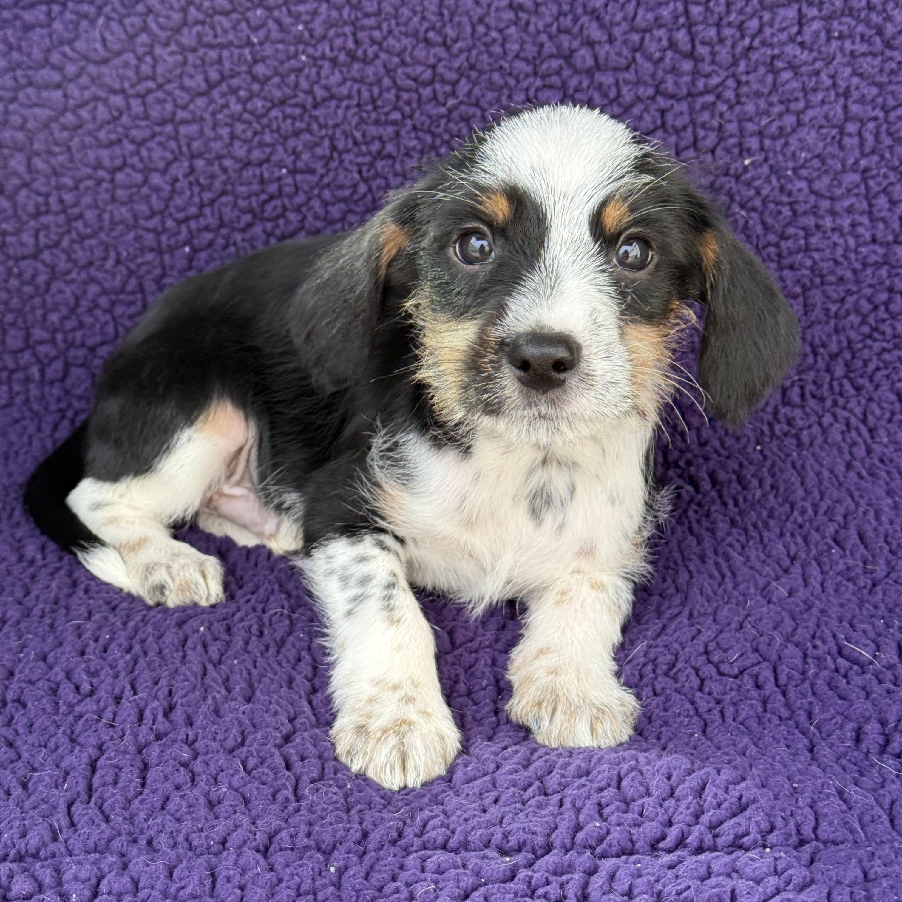 Chewy, a Adoptable mixed breed in Baton Rouge, LA image 4/6