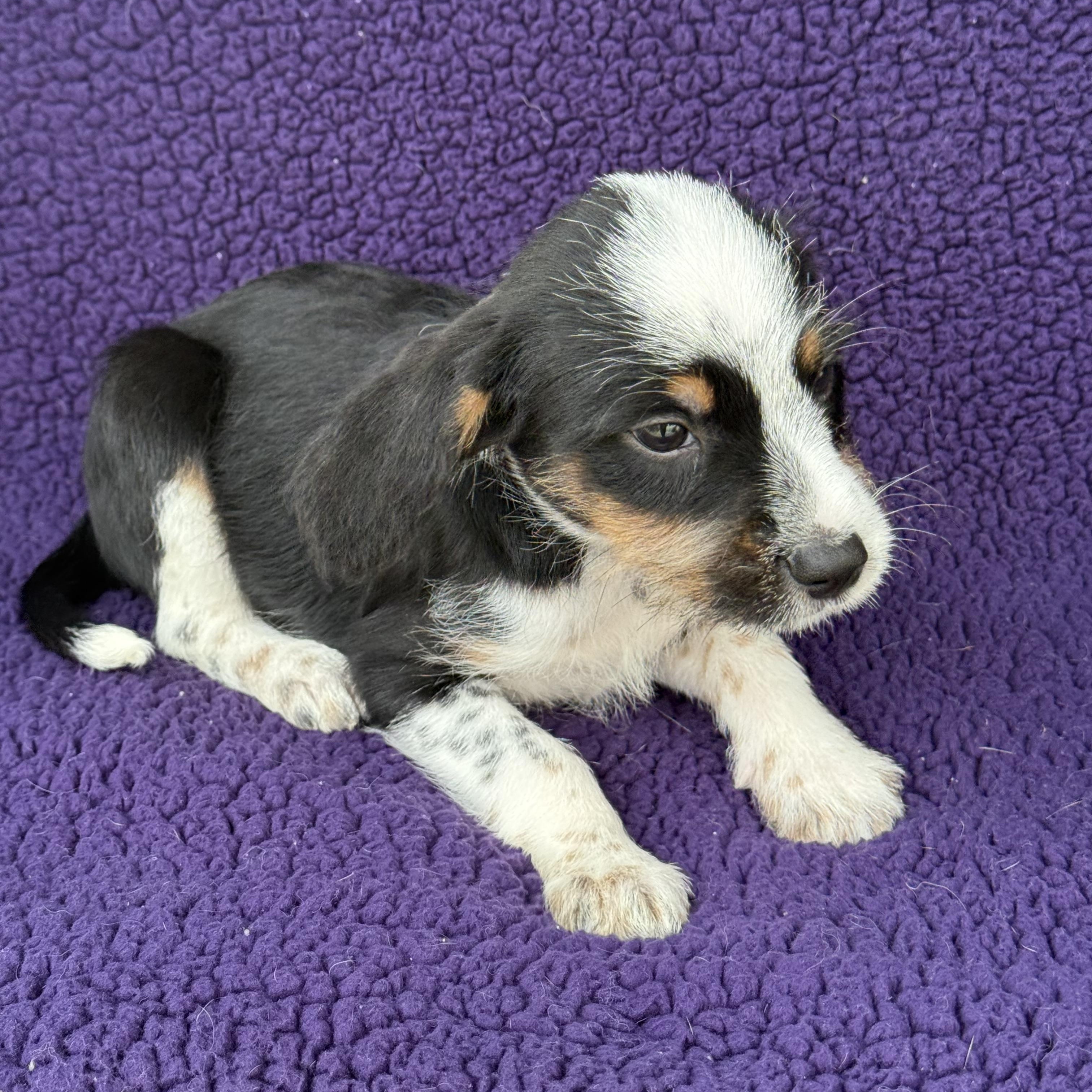 Chewy, a Adoptable mixed breed in Baton Rouge, LA image 5/6