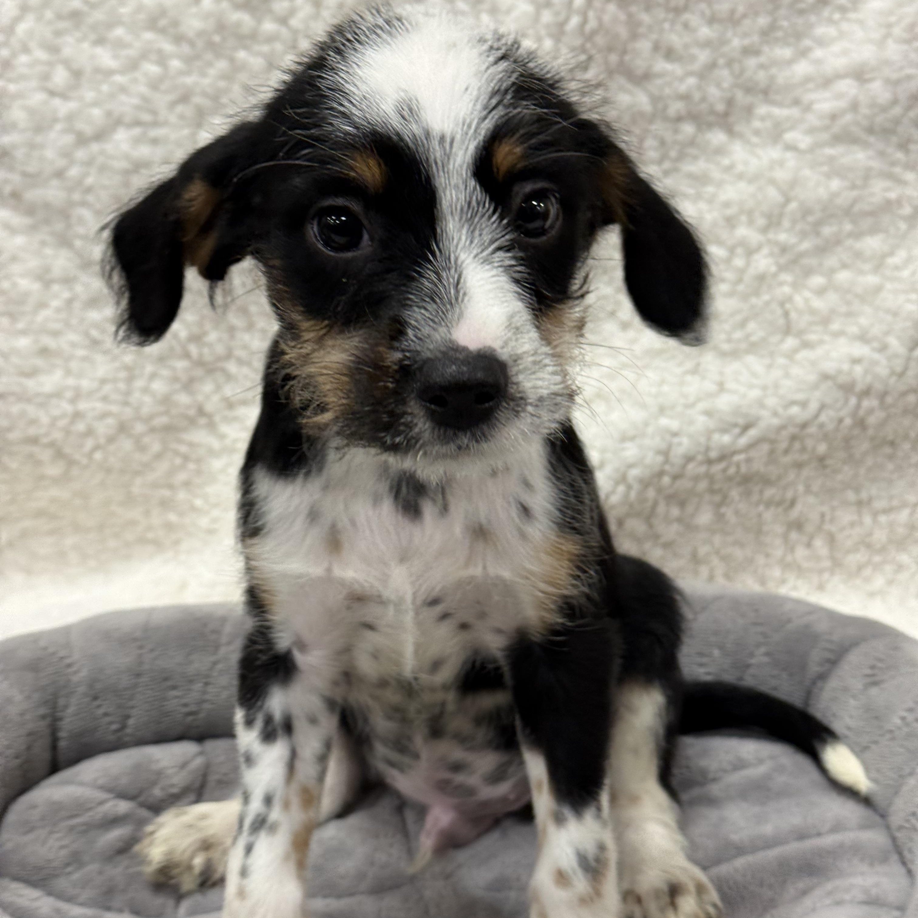 Chewy, a Adoptable mixed breed in Baton Rouge, LA image 2/6