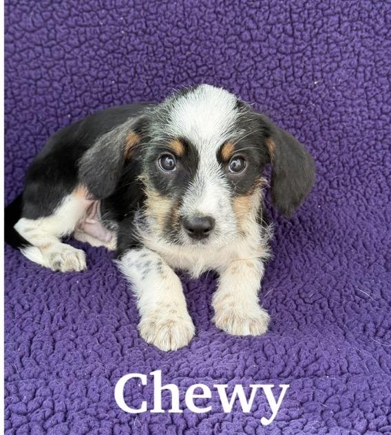 Chewy, a Adoptable mixed breed in Baton Rouge, LA image 3/6