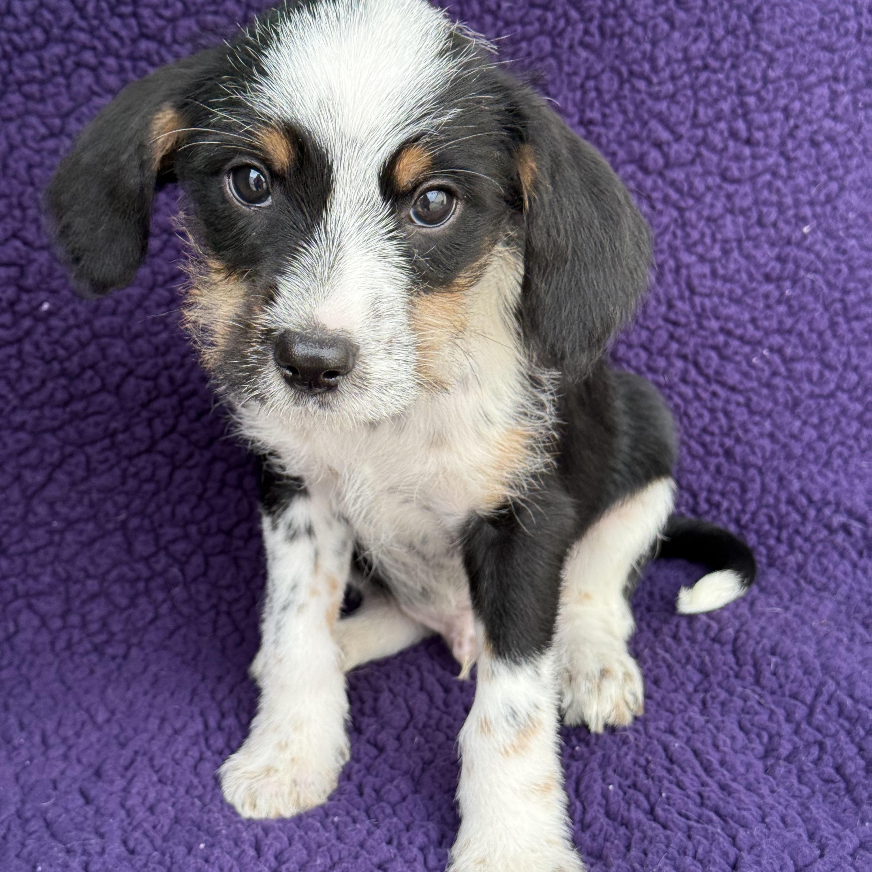 Chewy, a Adoptable mixed breed in Baton Rouge, LA image 6/6