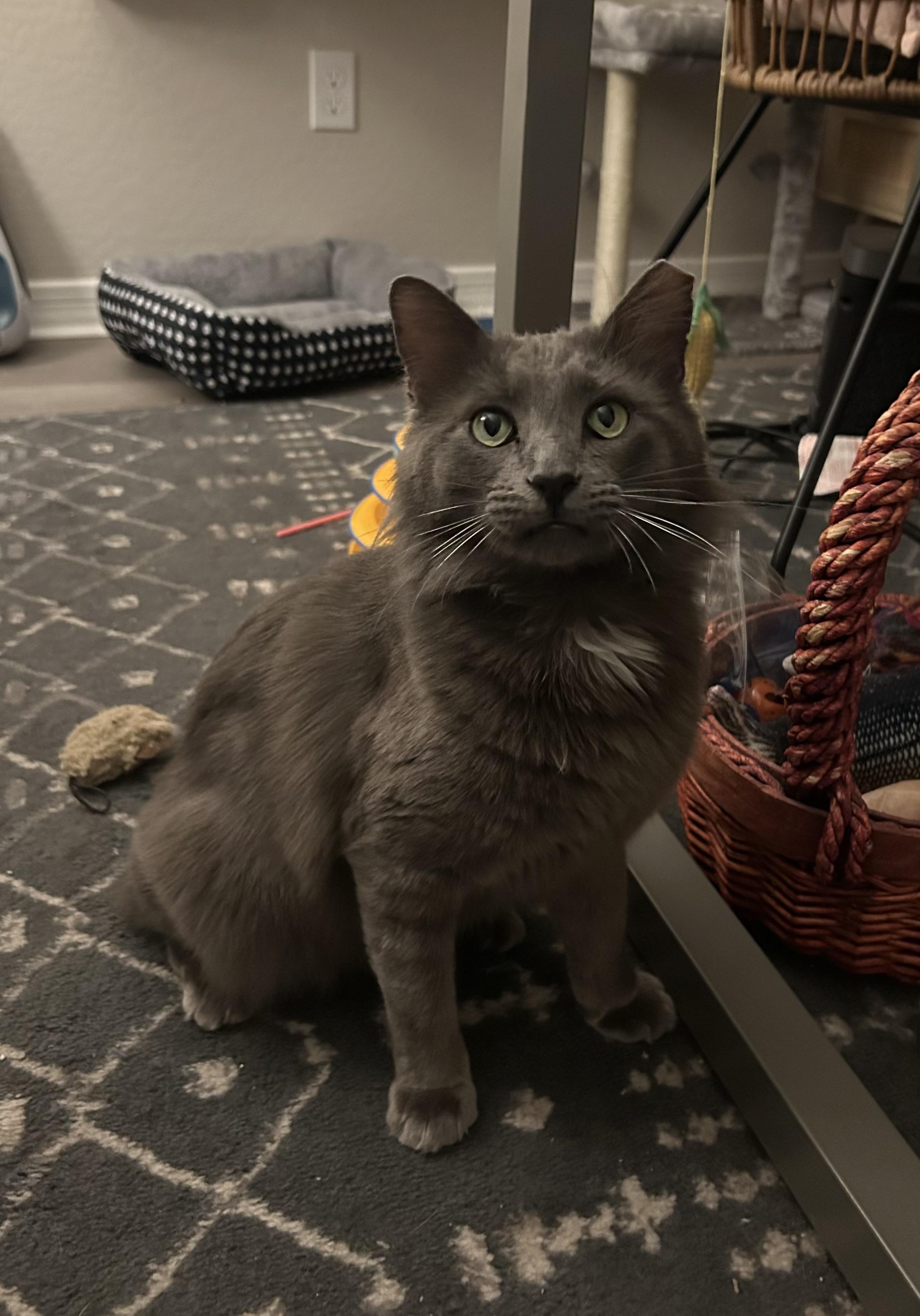 Enlarge Mr. January, a ADOPTABLE mixed breed in Gilbert, AZ image 5/6