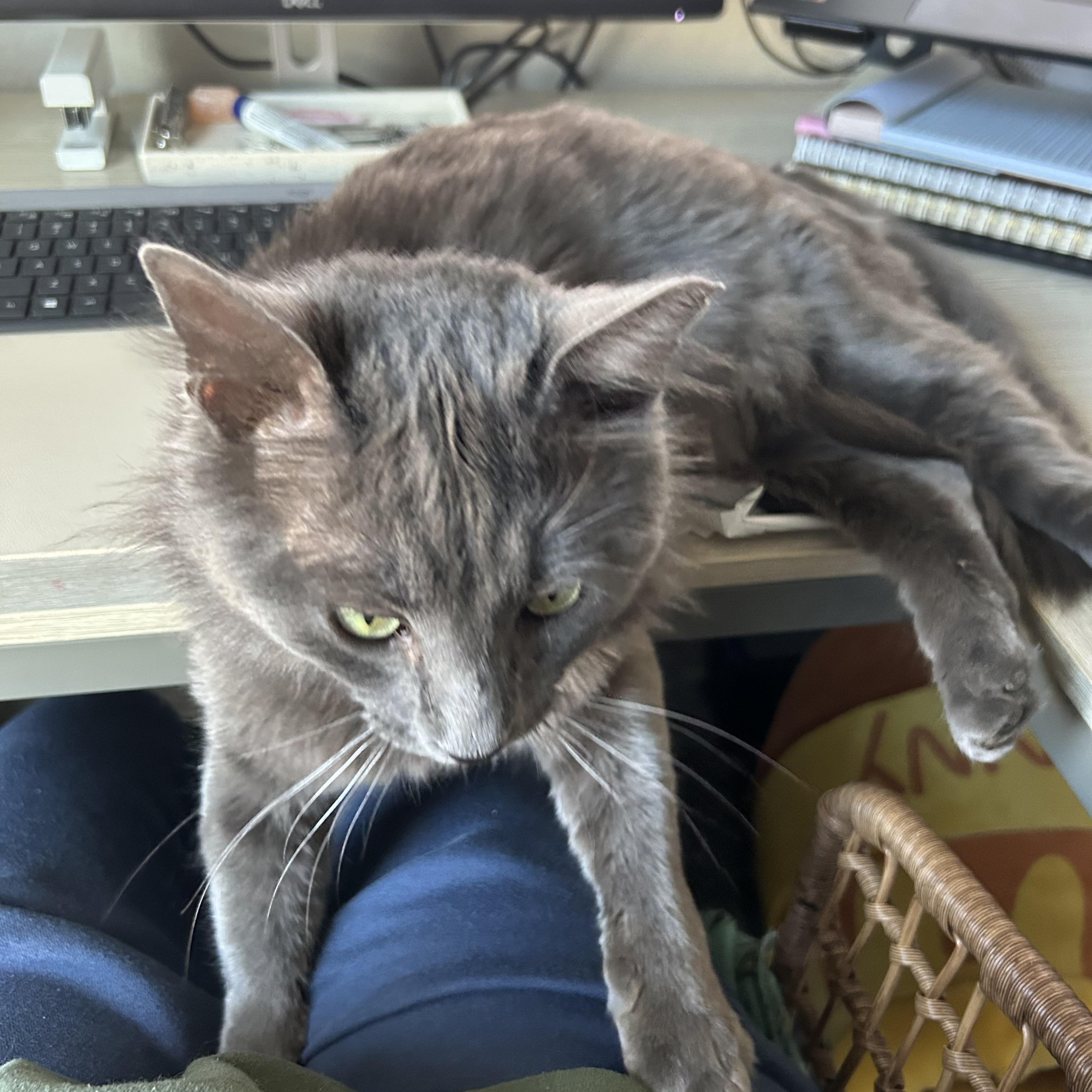 Enlarge Mr. January, a ADOPTABLE mixed breed in Gilbert, AZ image 6/6