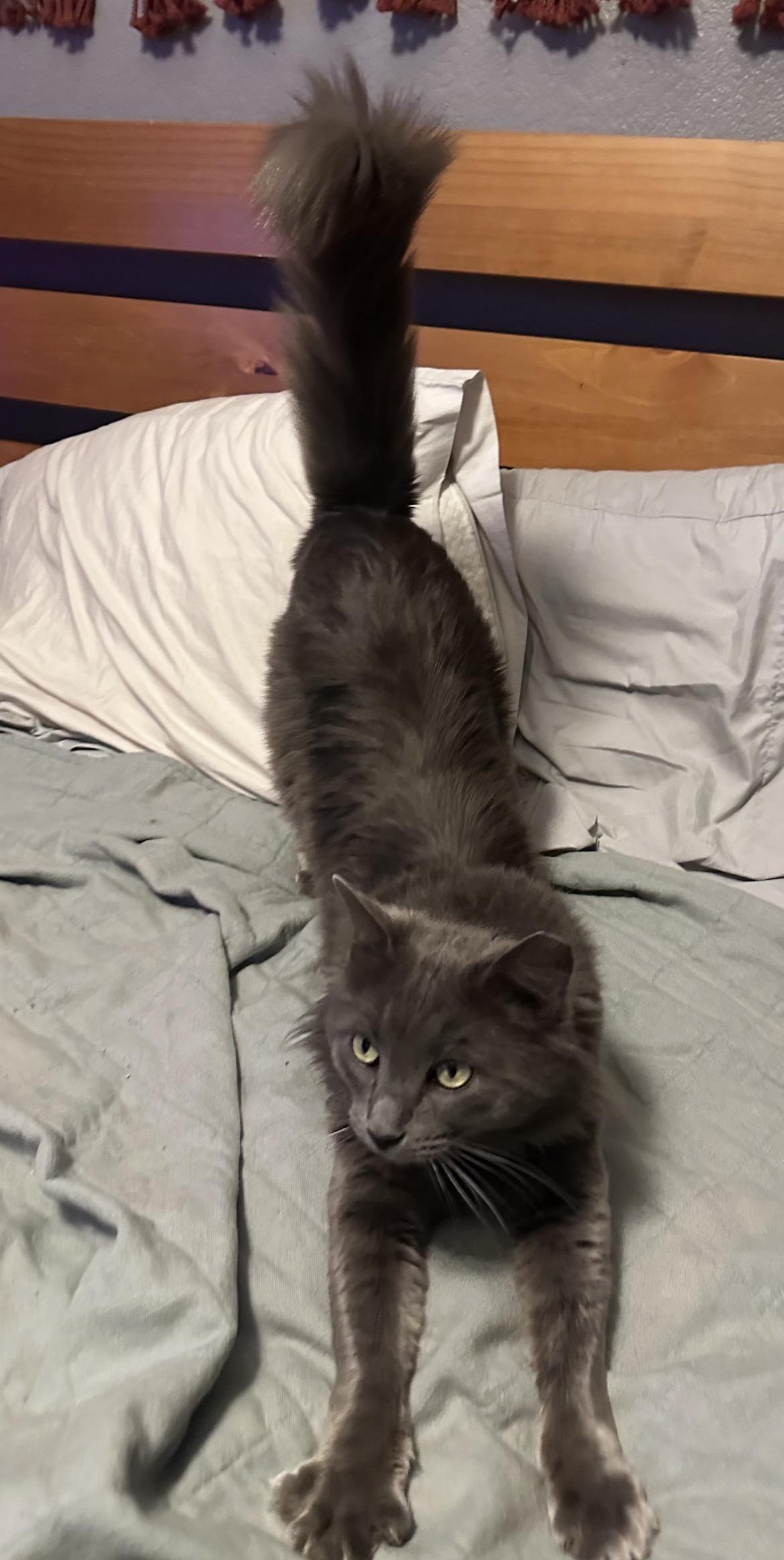 Mr. January, ADOPTABLE, Adult Male Domestic Long Hair.