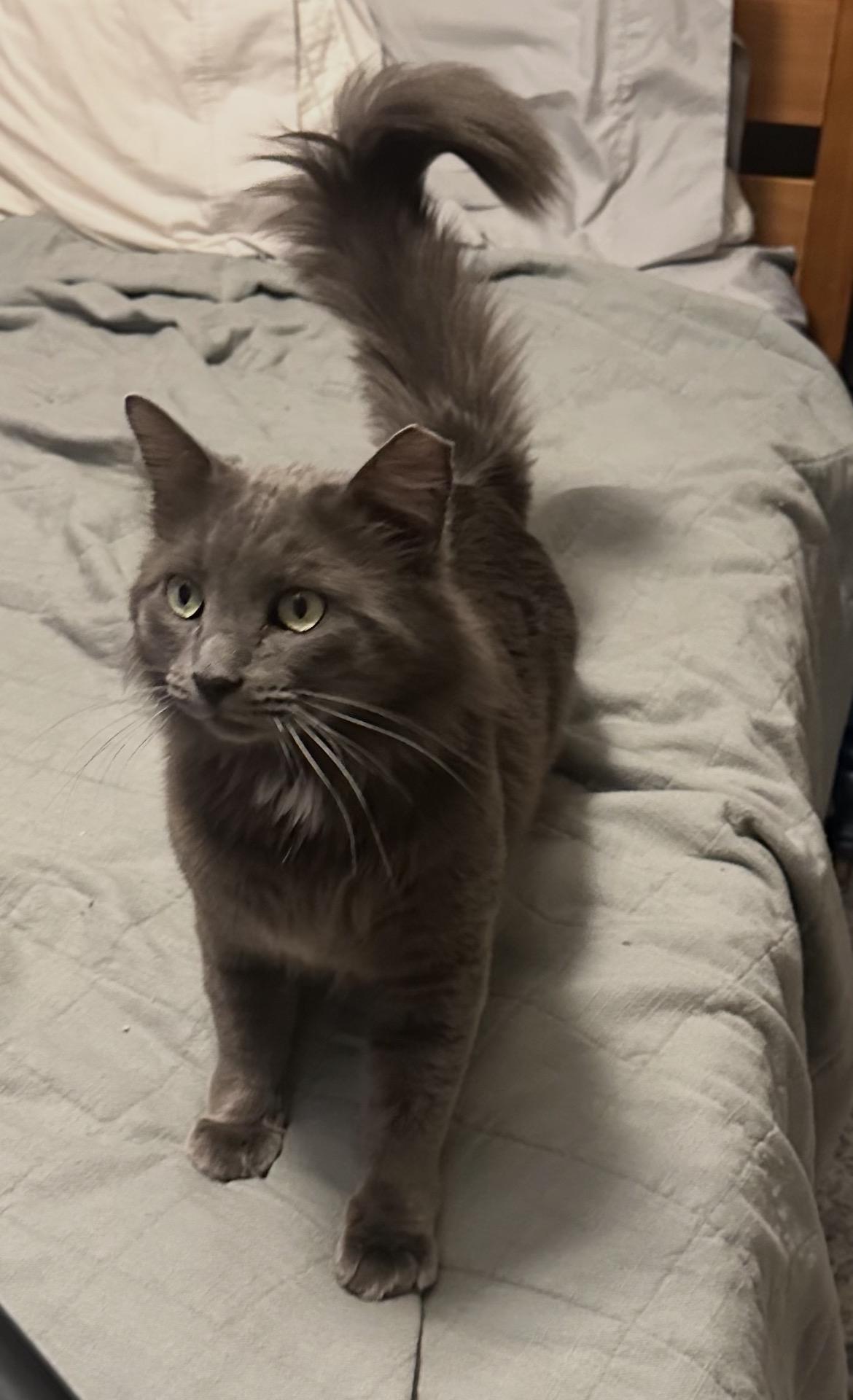 Enlarge Mr. January, a ADOPTABLE Domestic Long Hair in Gilbert, AZ image 4/4