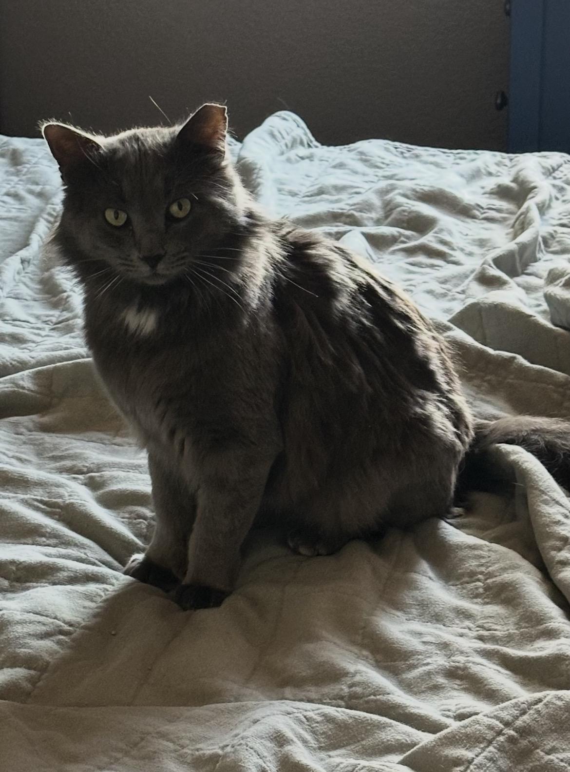 Enlarge Mr. January, a ADOPTABLE Domestic Long Hair in Gilbert, AZ image 3/4