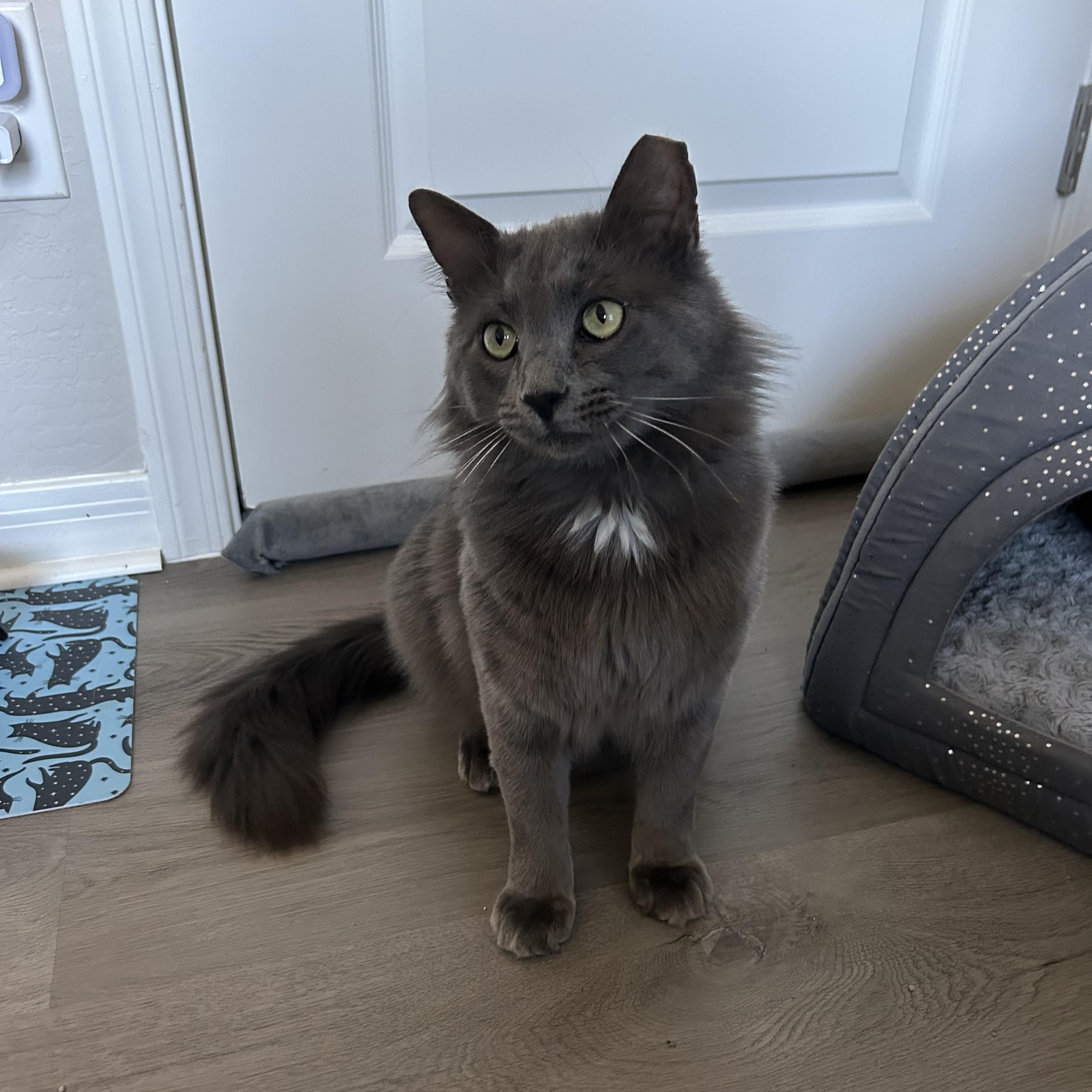 Mr. January, ADOPTABLE, Adult Male Russian Blue.