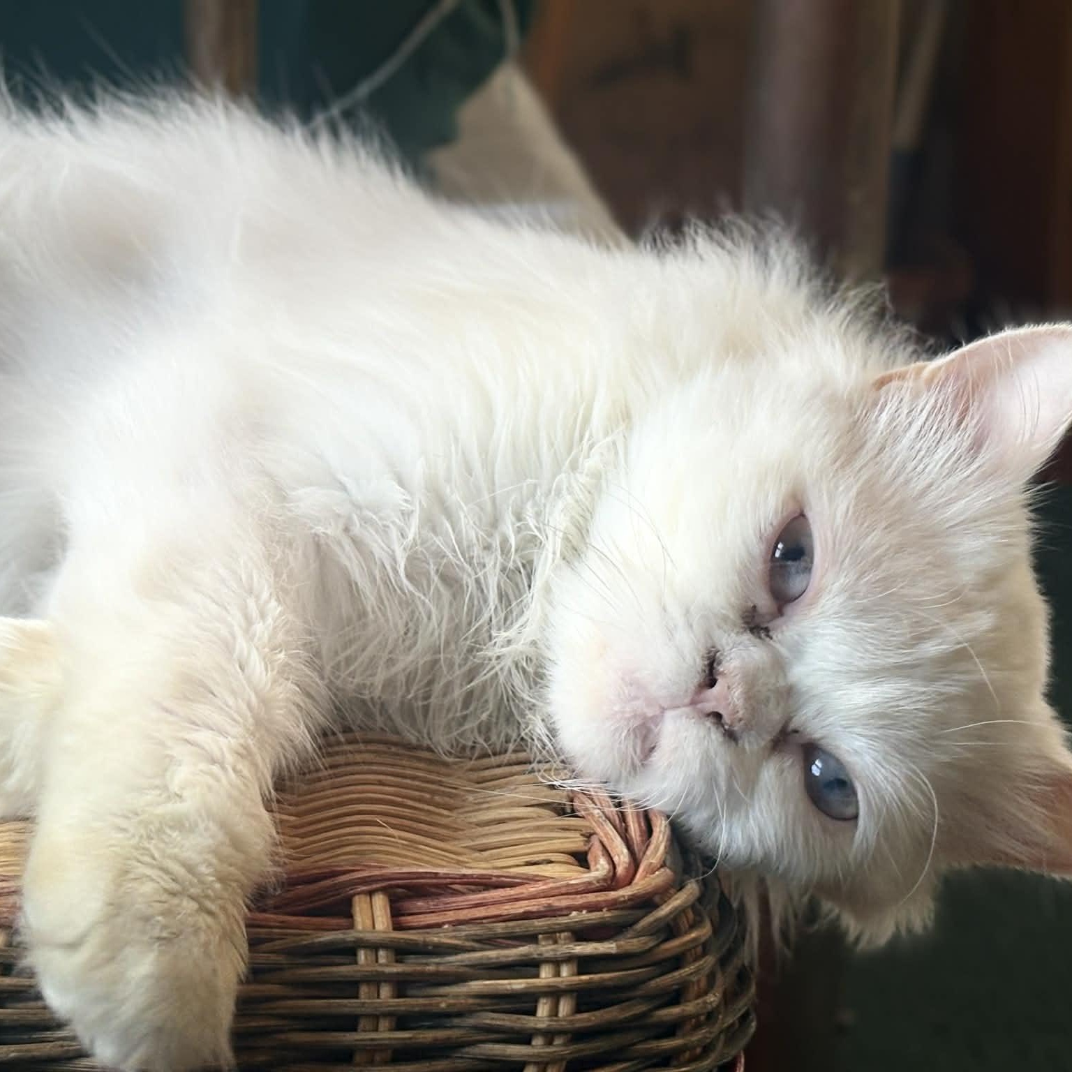 Enlarge Walter, a Adoptable Persian in Woodmere, NY image 4/4