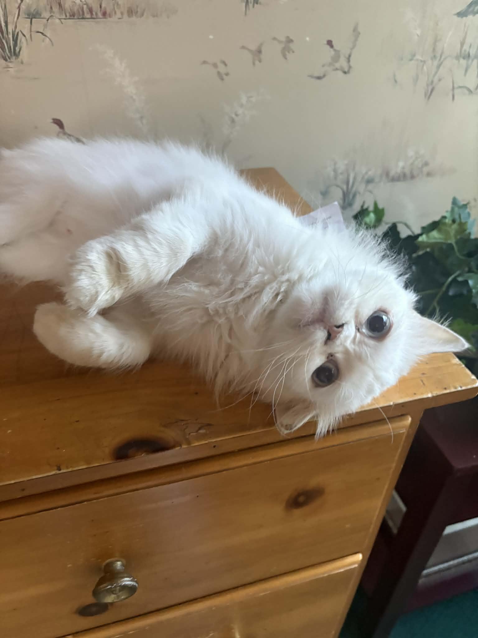 Enlarge Walter, a Adoptable Persian in Woodmere, NY image 3/4