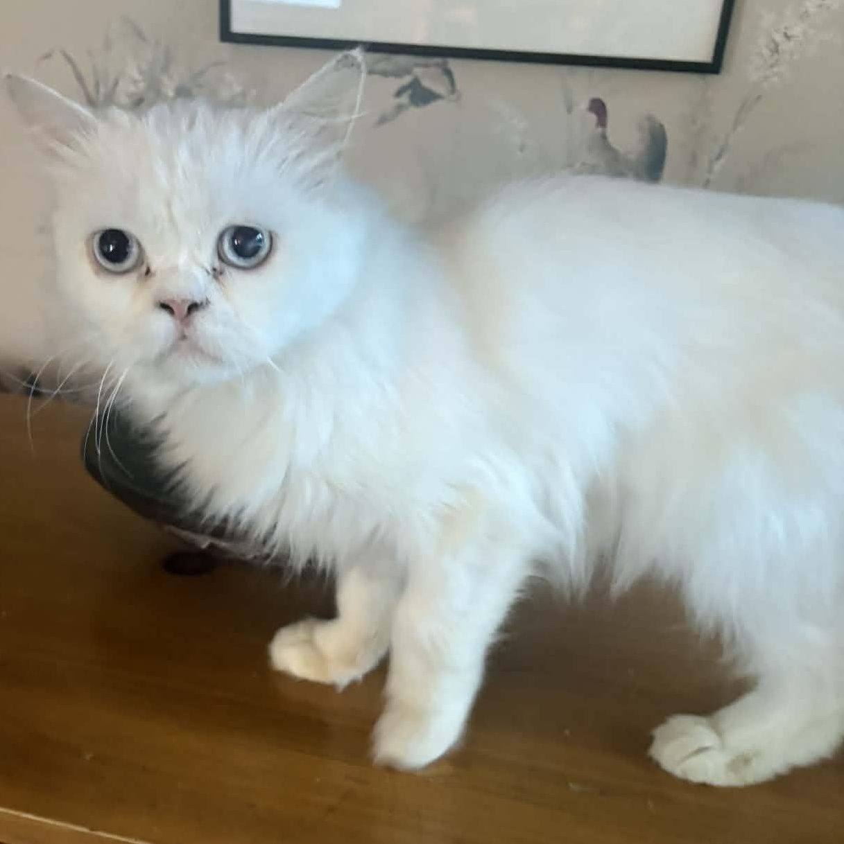 Enlarge Walter, a Adoptable Persian in Woodmere, NY image 2/4