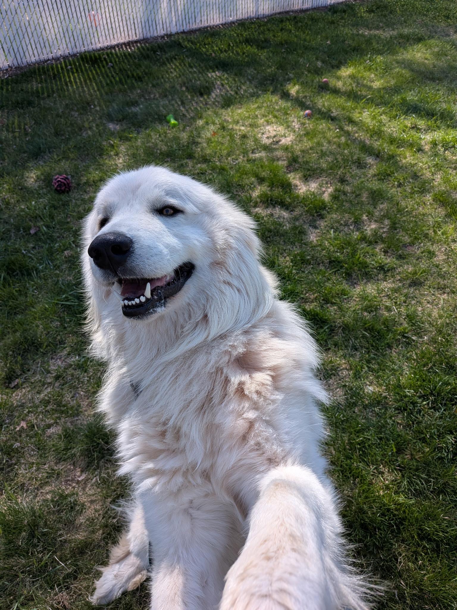Antonio, an adopted Great Pyrenees in Amery, WI image 3/5