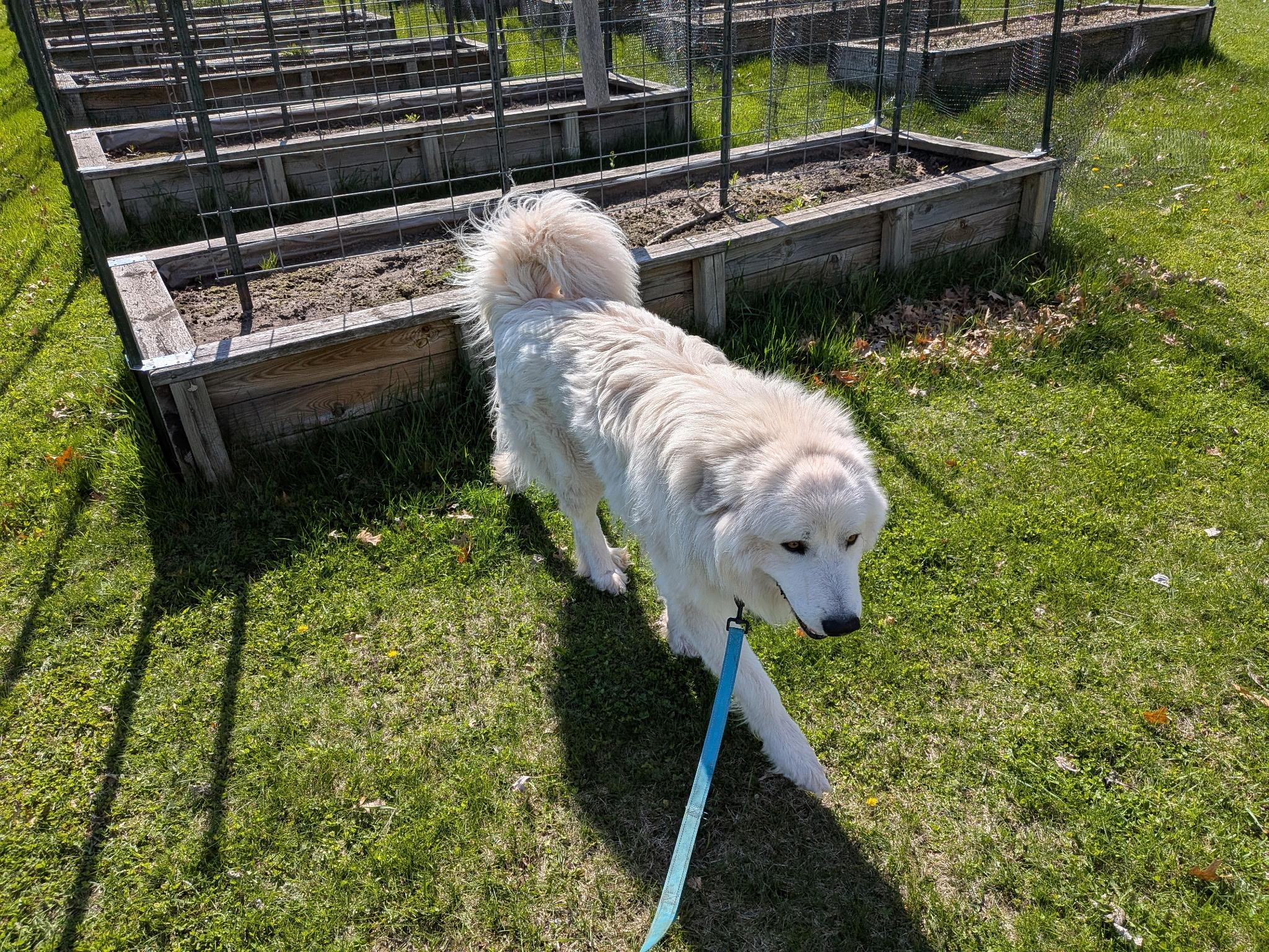 Antonio, an adopted Great Pyrenees in Amery, WI image 4/5