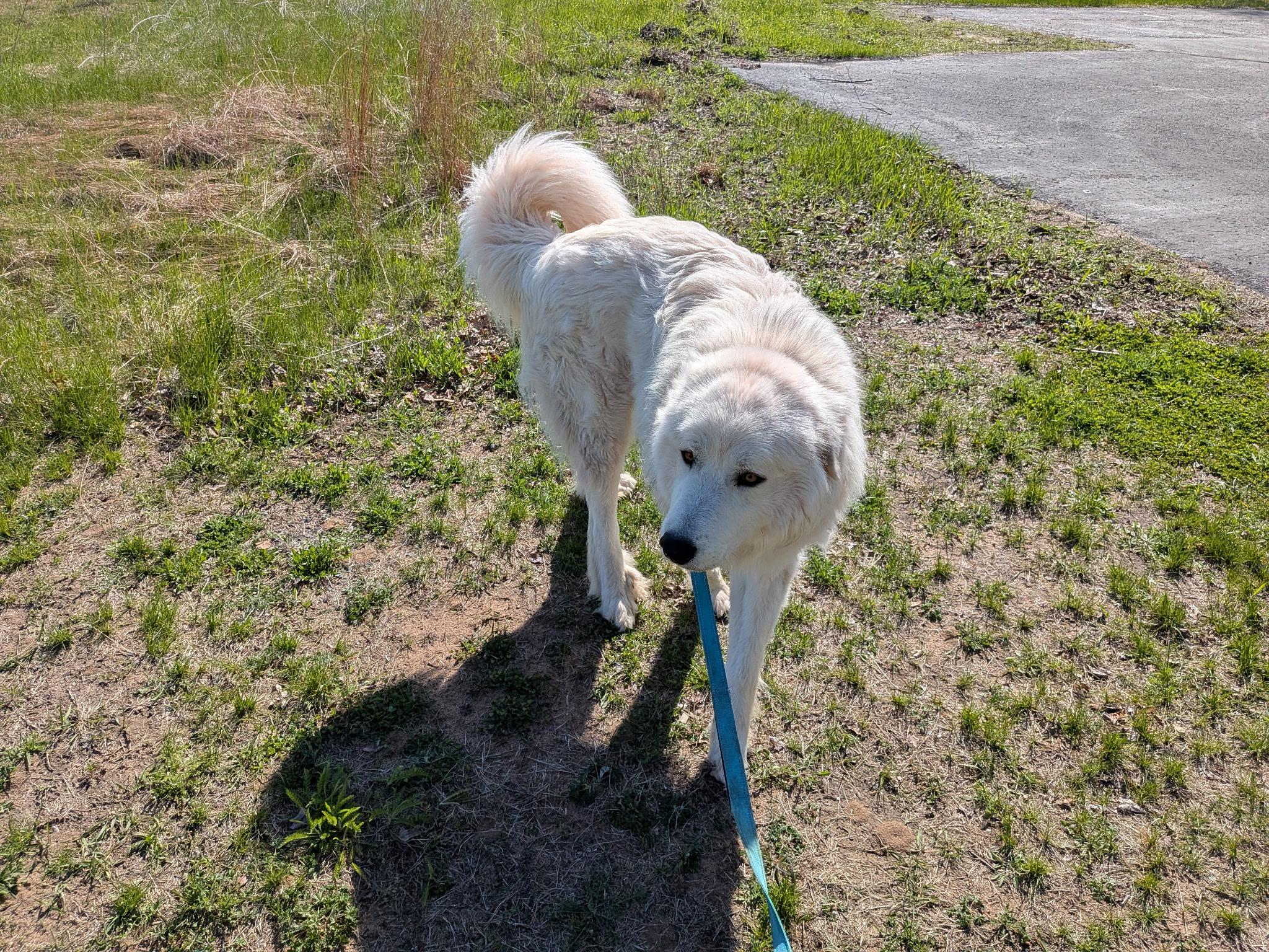 Antonio, an adopted Great Pyrenees in Amery, WI image 5/5