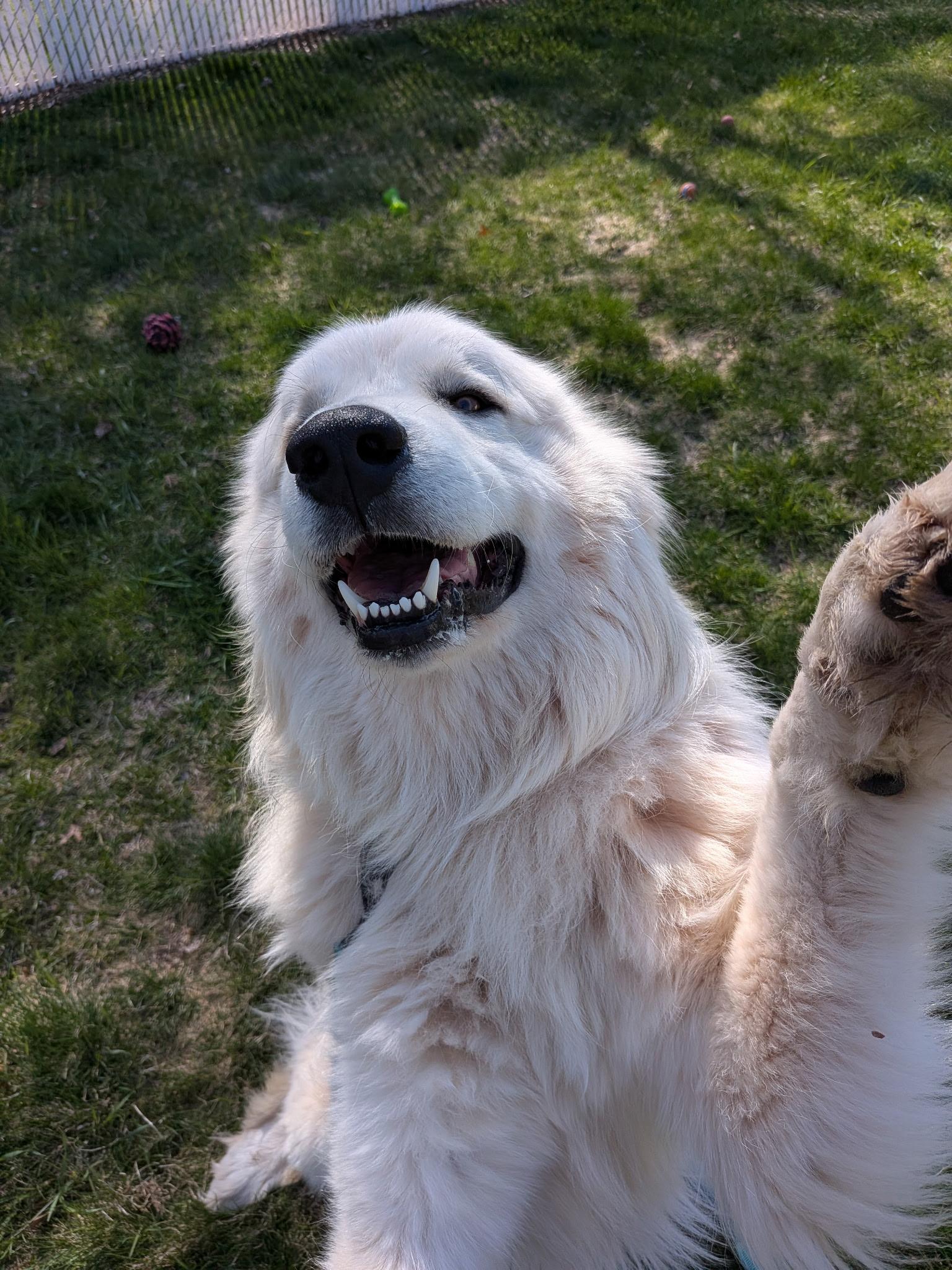 Antonio, an adopted Great Pyrenees in Amery, WI image 2/5