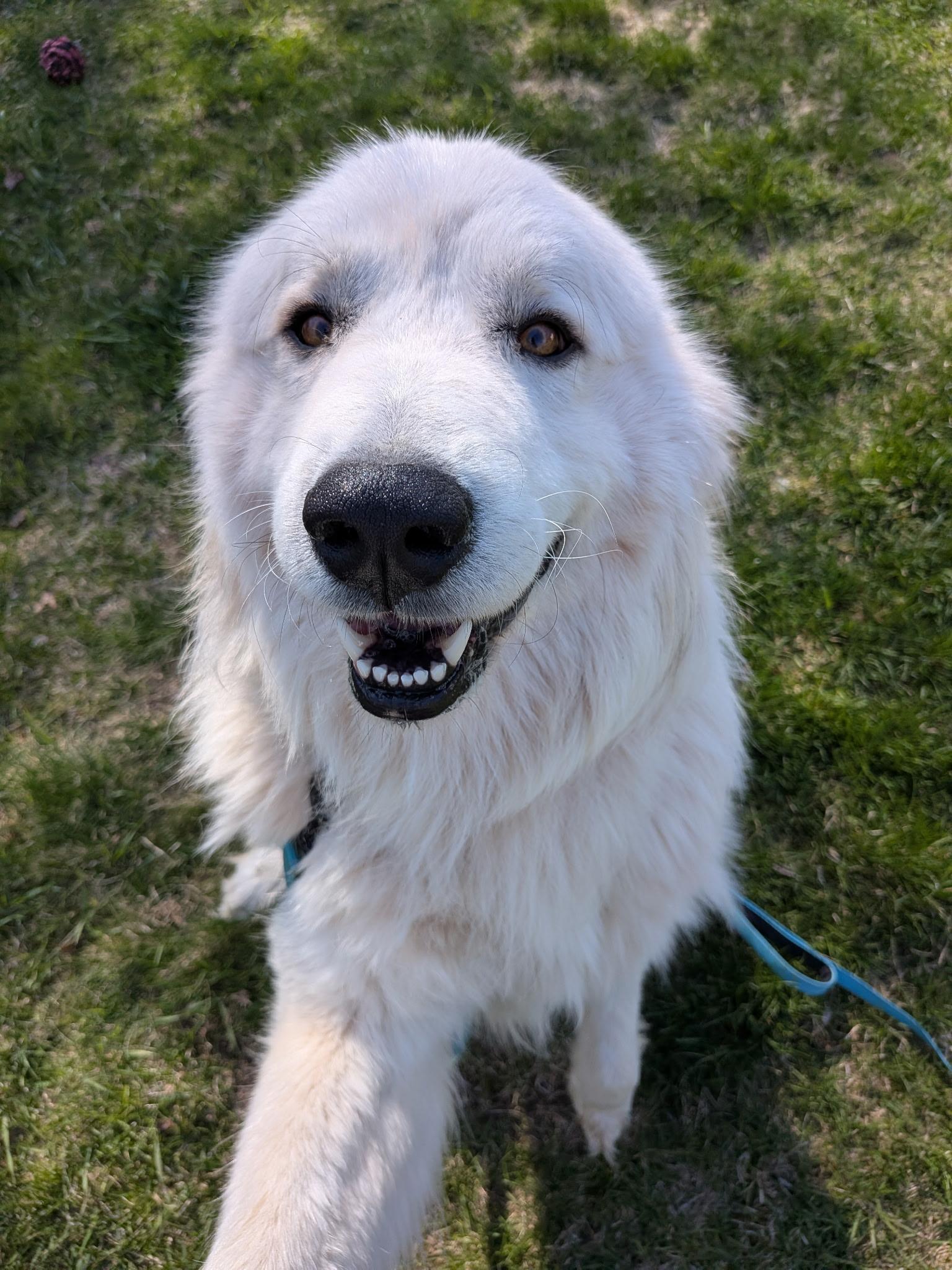 Antonio, an adopted Great Pyrenees in Amery, WI image 1/5