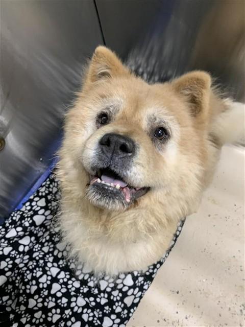 Enlarge TAZ, a Adoptable Chow Chow in Fairbanks, AK image 1/1