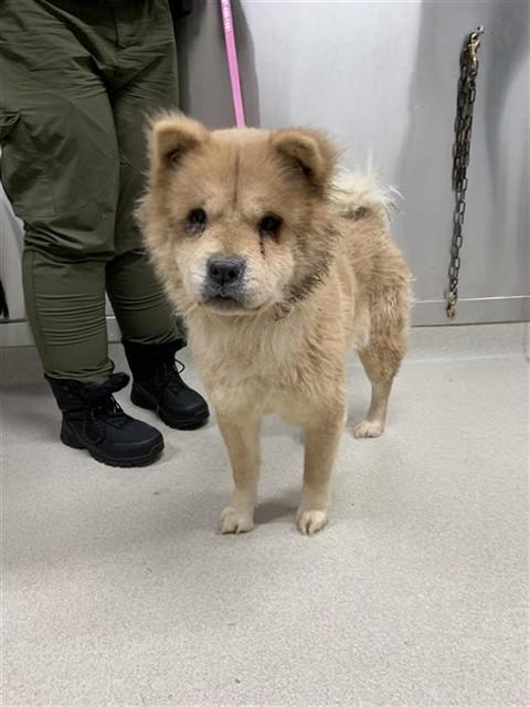 TAZ, Adoptable, Adult Female Chow Chow.