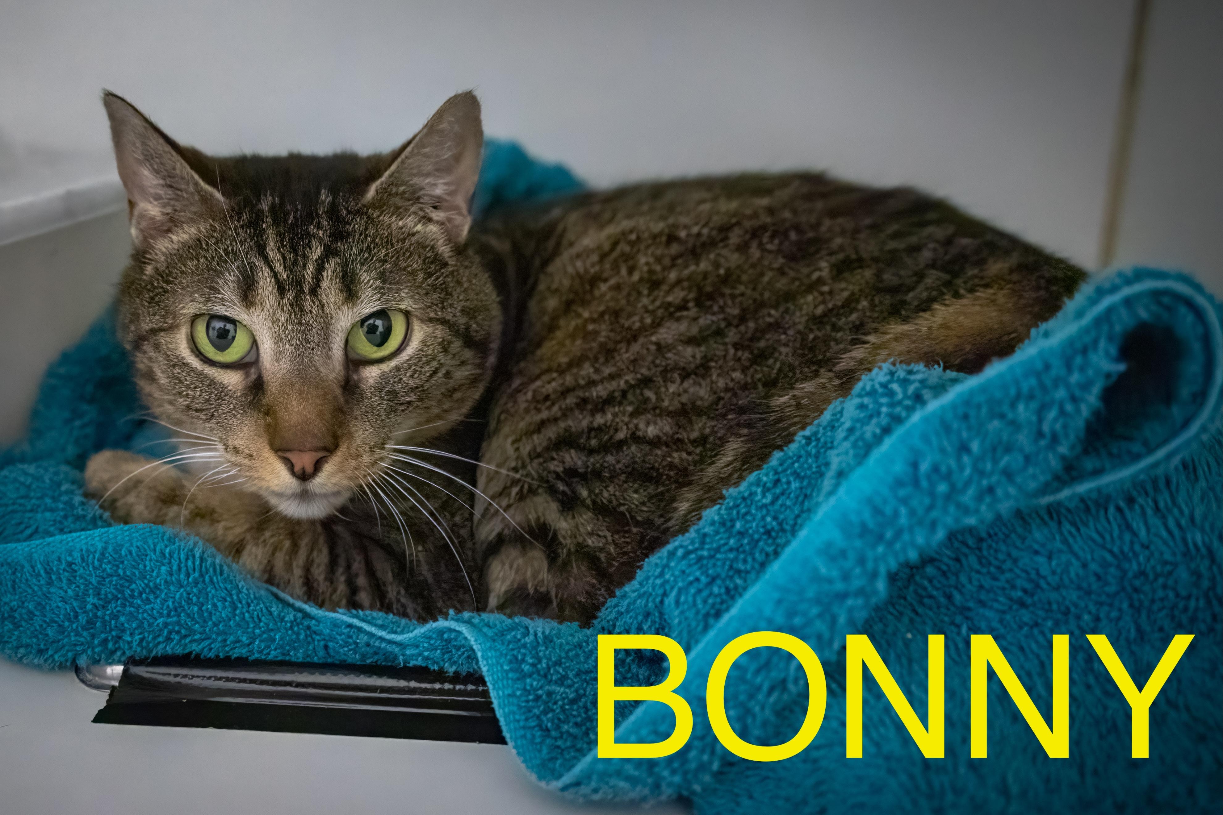 Bonny (FCID# 06/21/2025 - 503 Trainer)