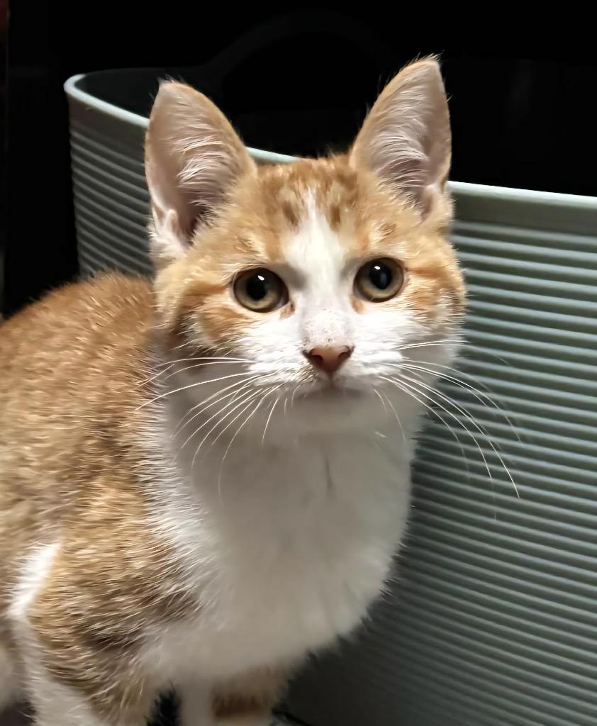 Echo, Adoptable, Young Female Domestic Short Hair.