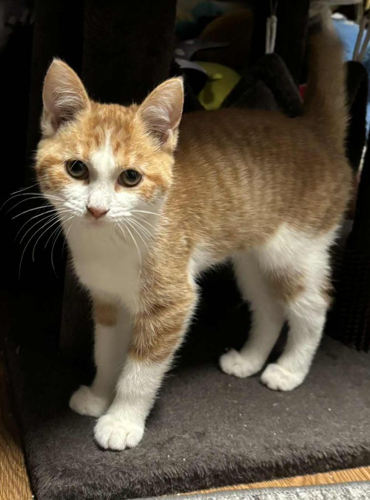 Echo, a Adoptable mixed breed in Buford, GA image 2/4