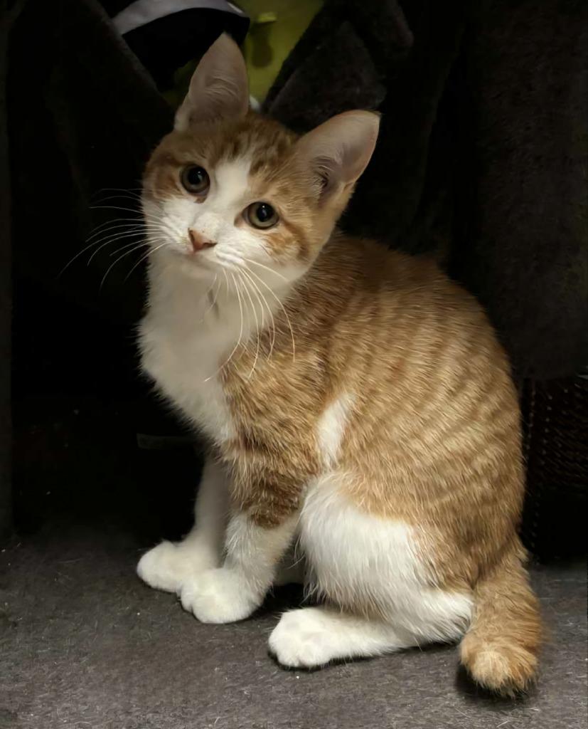 Echo, a Adoptable mixed breed in Buford, GA image 3/4