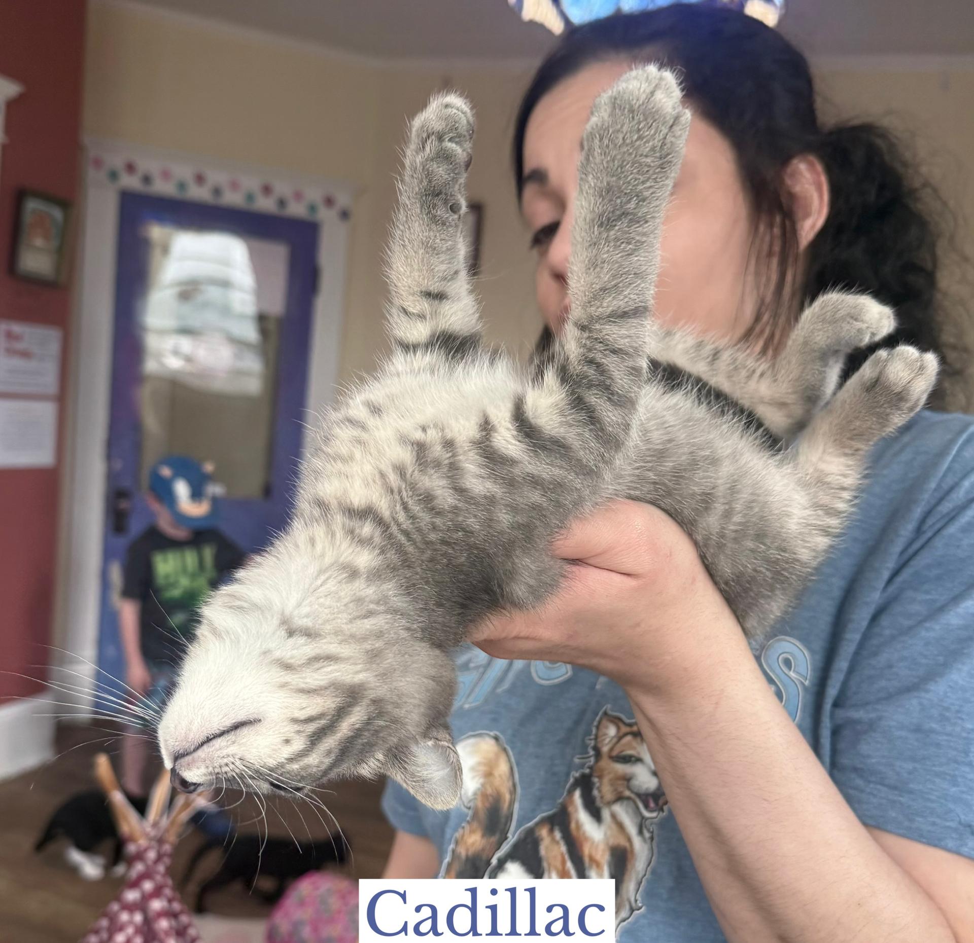 Cadillac, adopted, Kitten Female Domestic Short Hair.