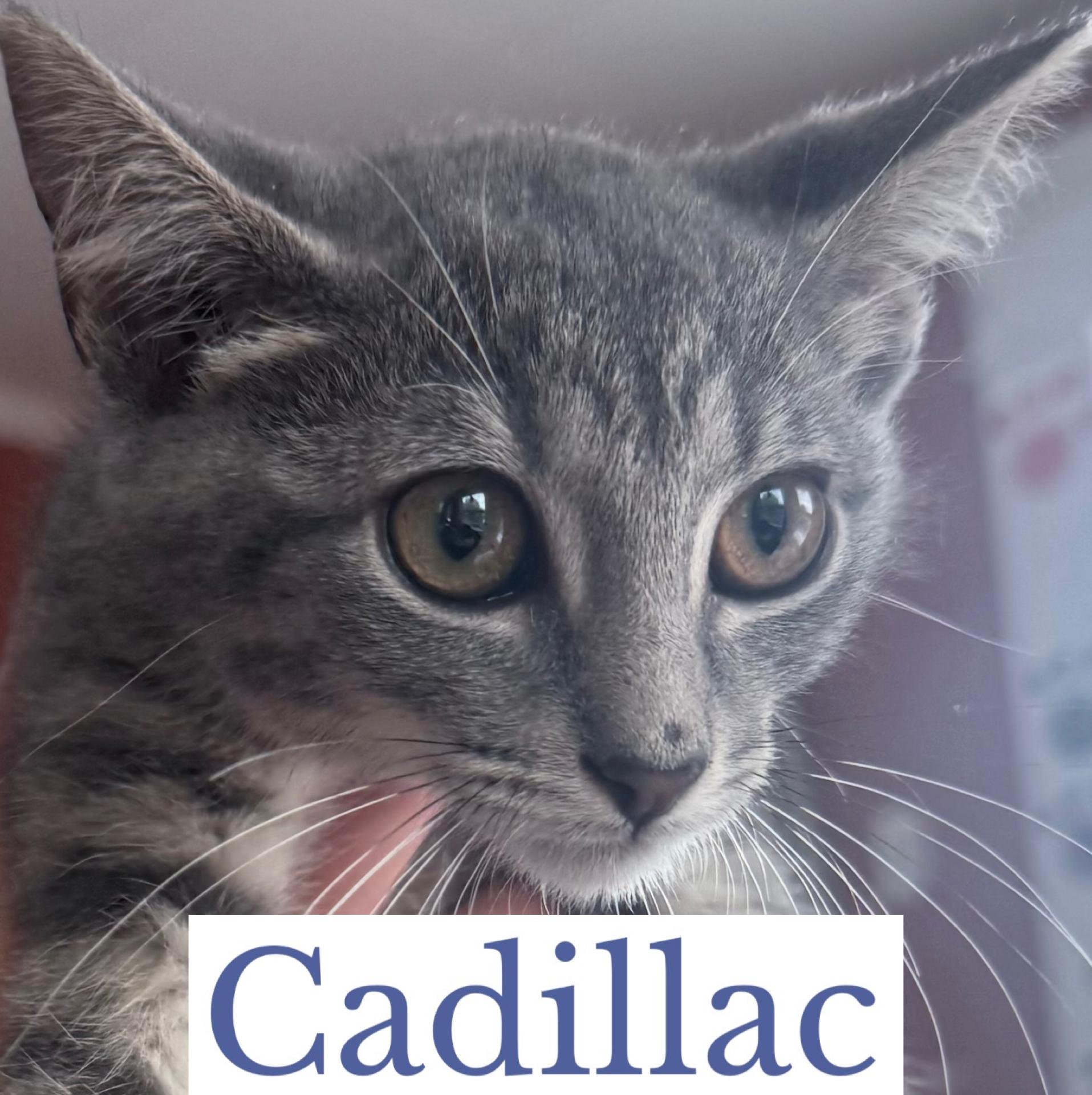 Enlarge Cadillac, an adopted Domestic Short Hair in Berkeley Springs, WV image 4/4
