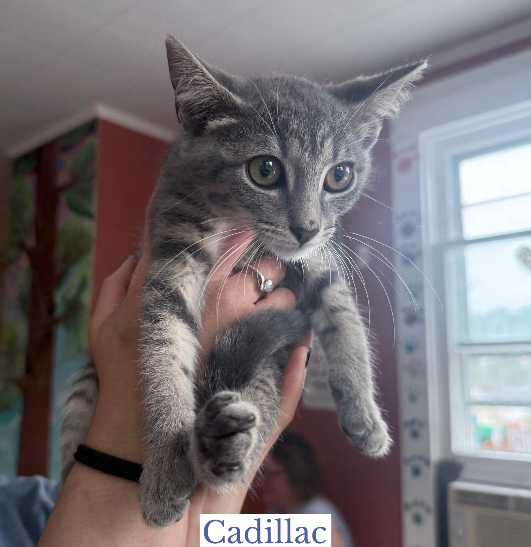 Enlarge Cadillac, an adopted Domestic Short Hair in Berkeley Springs, WV image 2/4