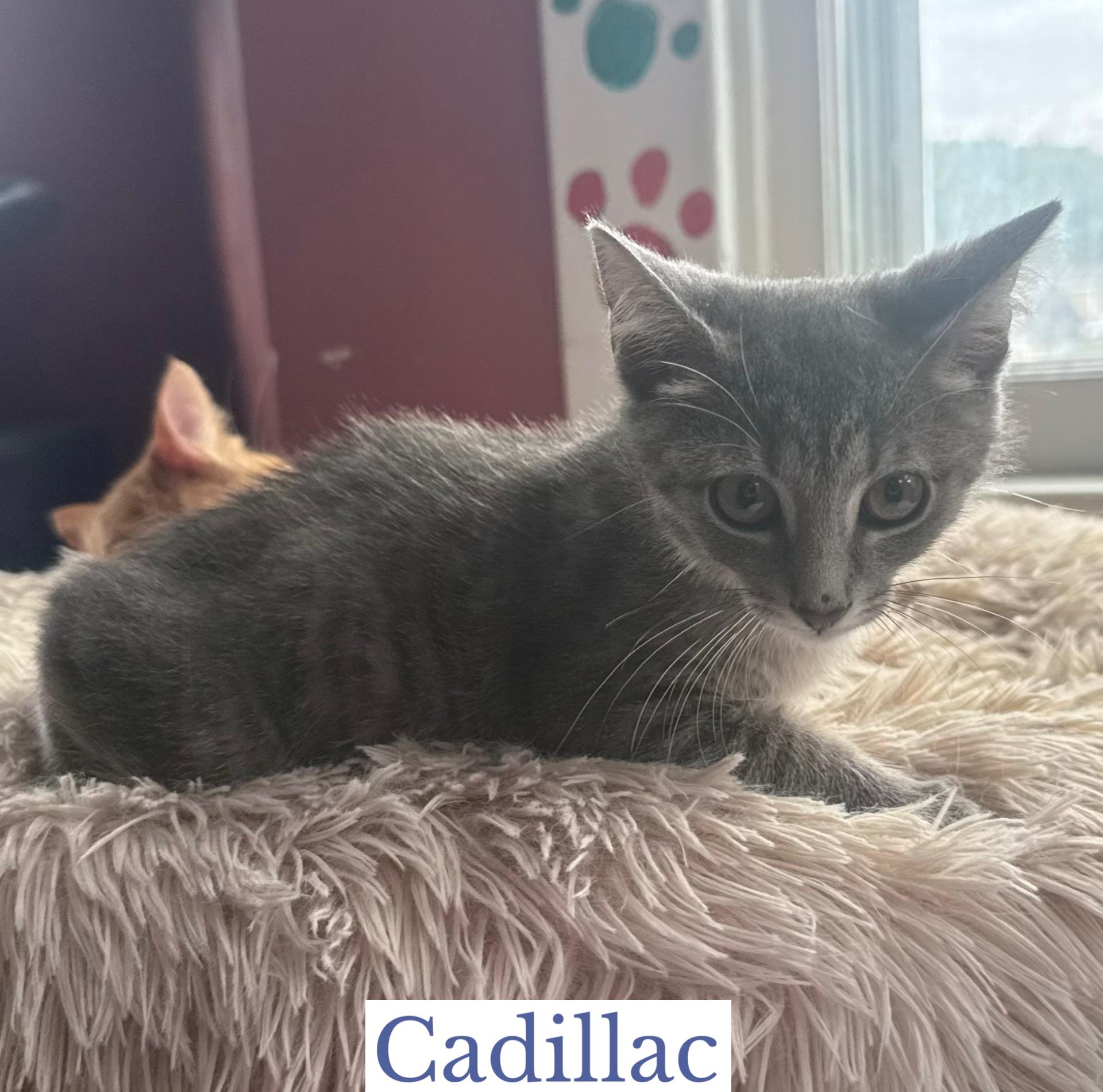 Enlarge Cadillac, an adopted Domestic Short Hair in Berkeley Springs, WV image 3/4