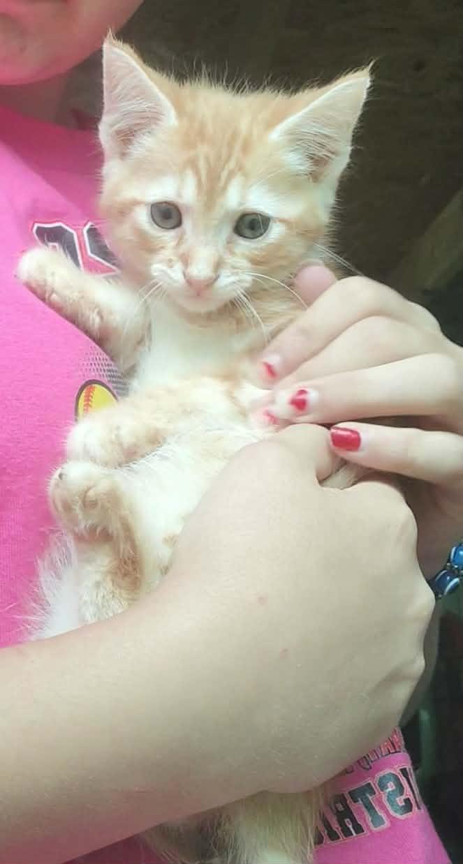 Enlarge Bode Le-meow-ne, a Adopted Domestic Short Hair in Fair Oaks, IN image 2/3