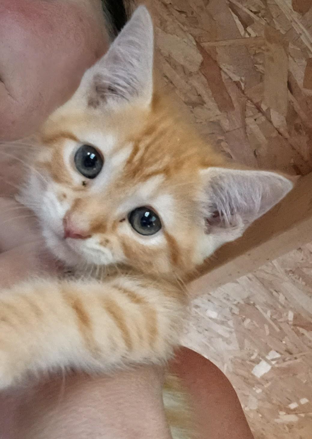 Enlarge Bode Le-meow-ne, a Adopted Domestic Short Hair in Fair Oaks, IN image 1/3
