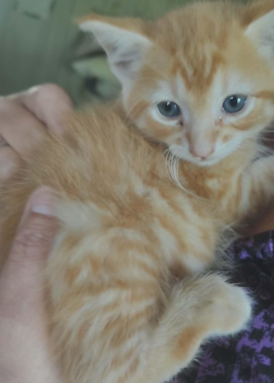 Enlarge Bode Le-meow-ne, a Adopted Domestic Short Hair in Fair Oaks, IN image 3/3