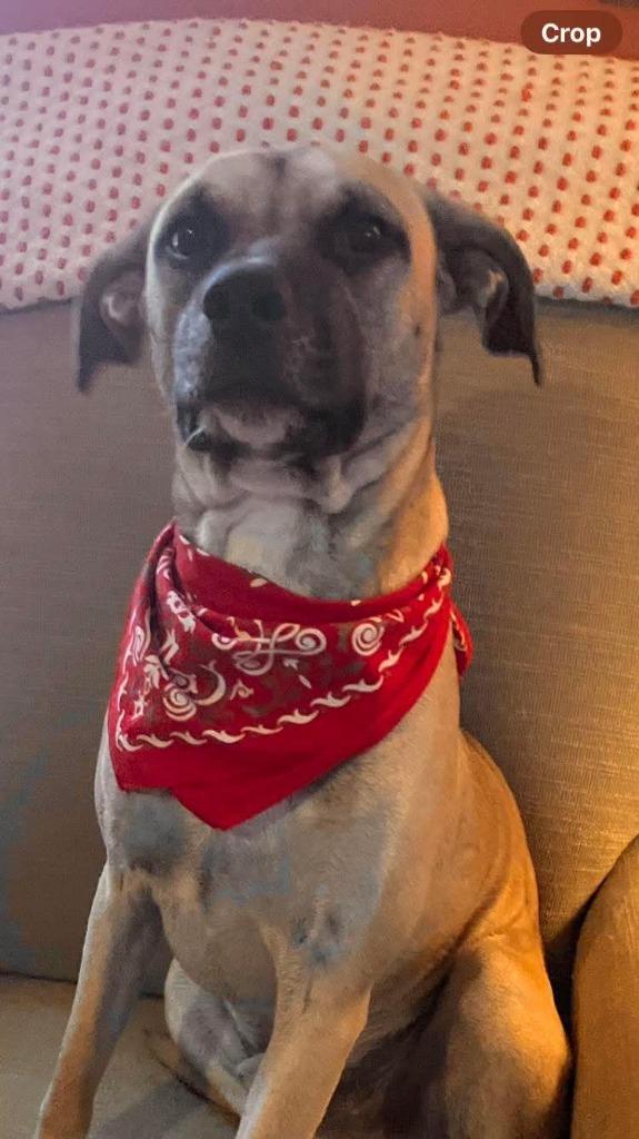 Louie, Adoptable, Young Male Mixed Breed.