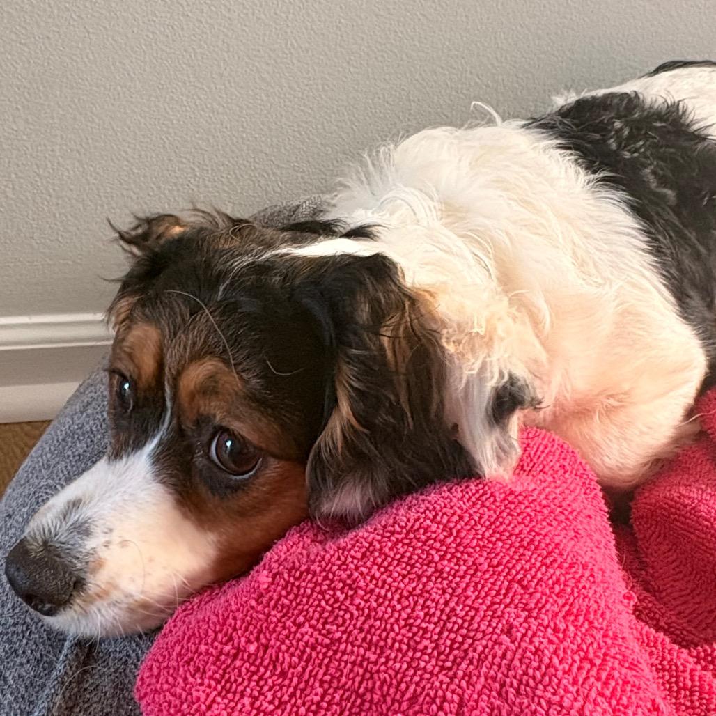 Snickers, Adoptable, Young Female Cavalier King Charles Spaniel.