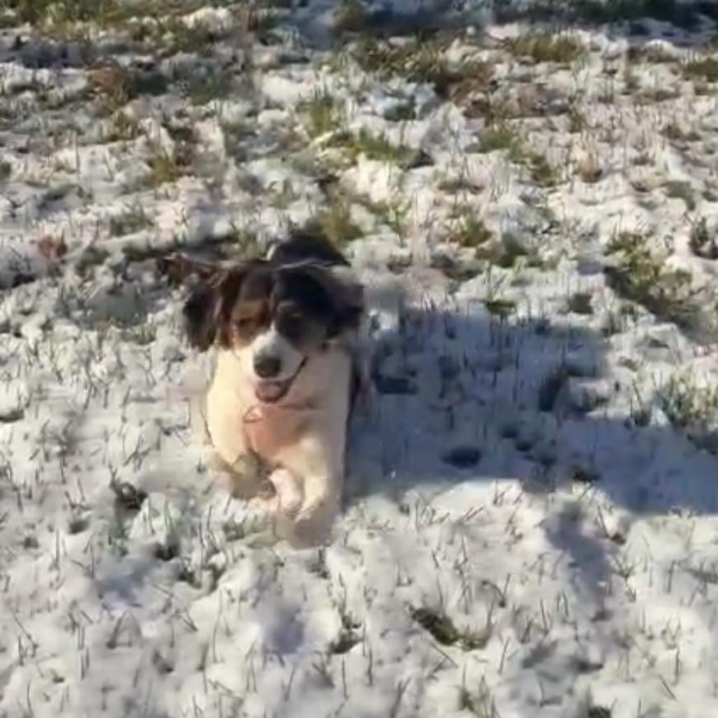 Enlarge Snickers, a Adoptable mixed breed in Arlington, VA image 2/3