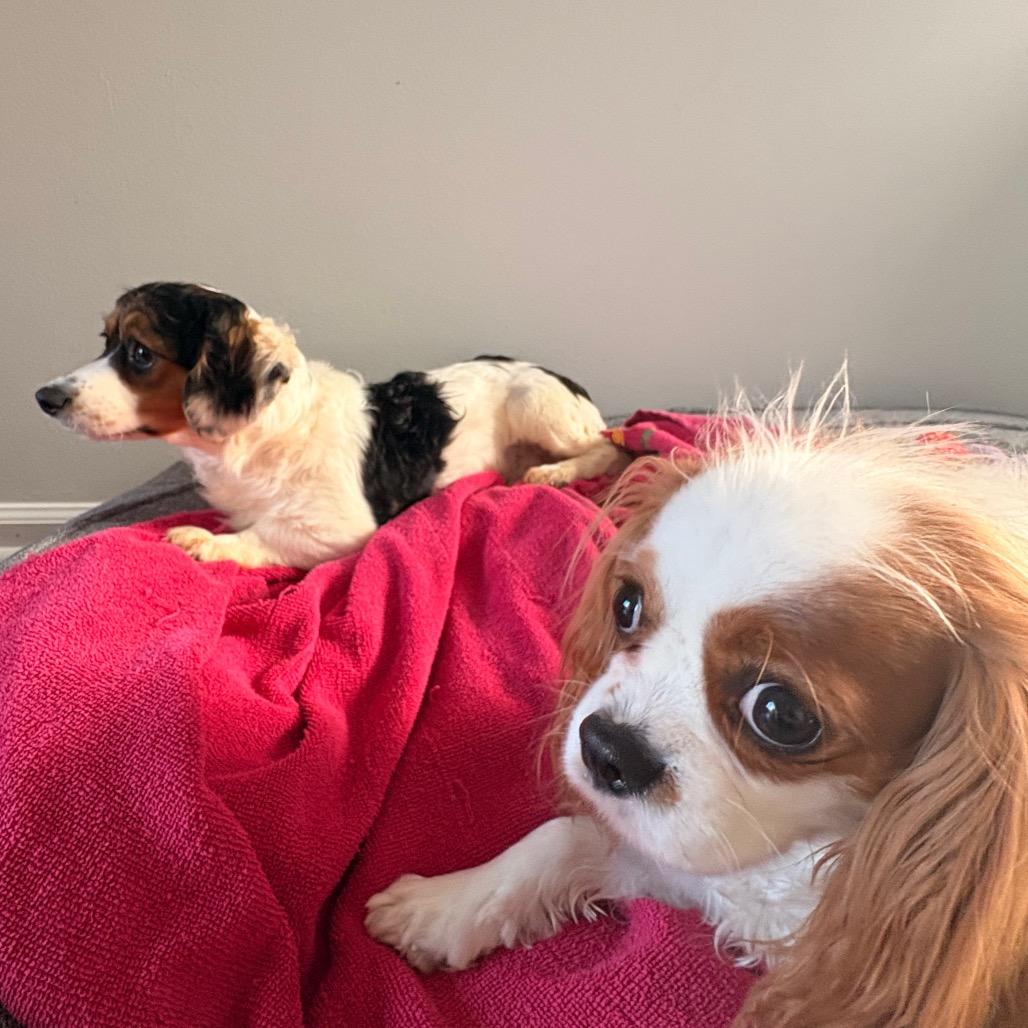 Enlarge Snickers, a Adoptable mixed breed in Arlington, VA image 3/3