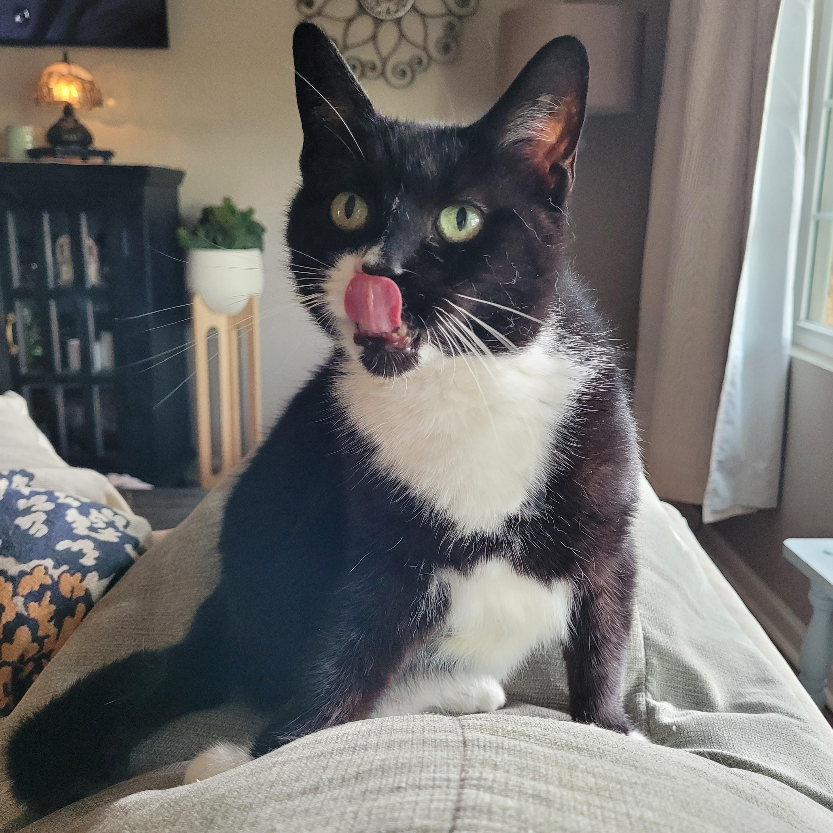 Enlarge Biscoff, a ADOPTABLE Domestic Short Hair in Indianapolis, IN image 1/6