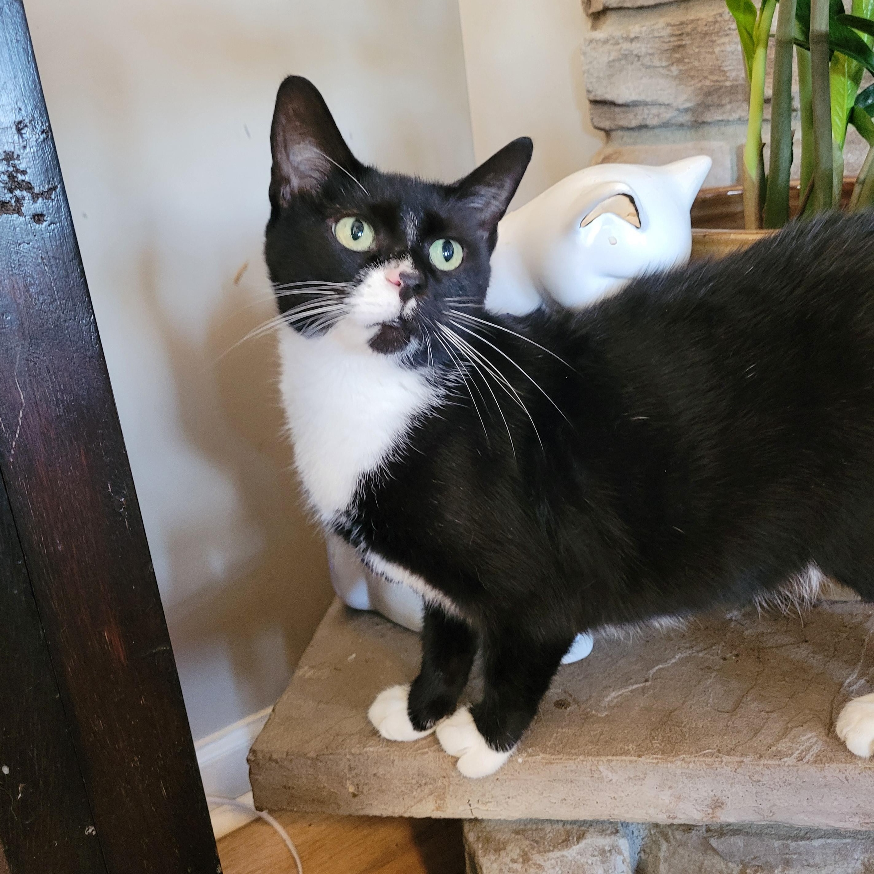 Biscoff, ADOPTABLE, Young Female Domestic Short Hair.