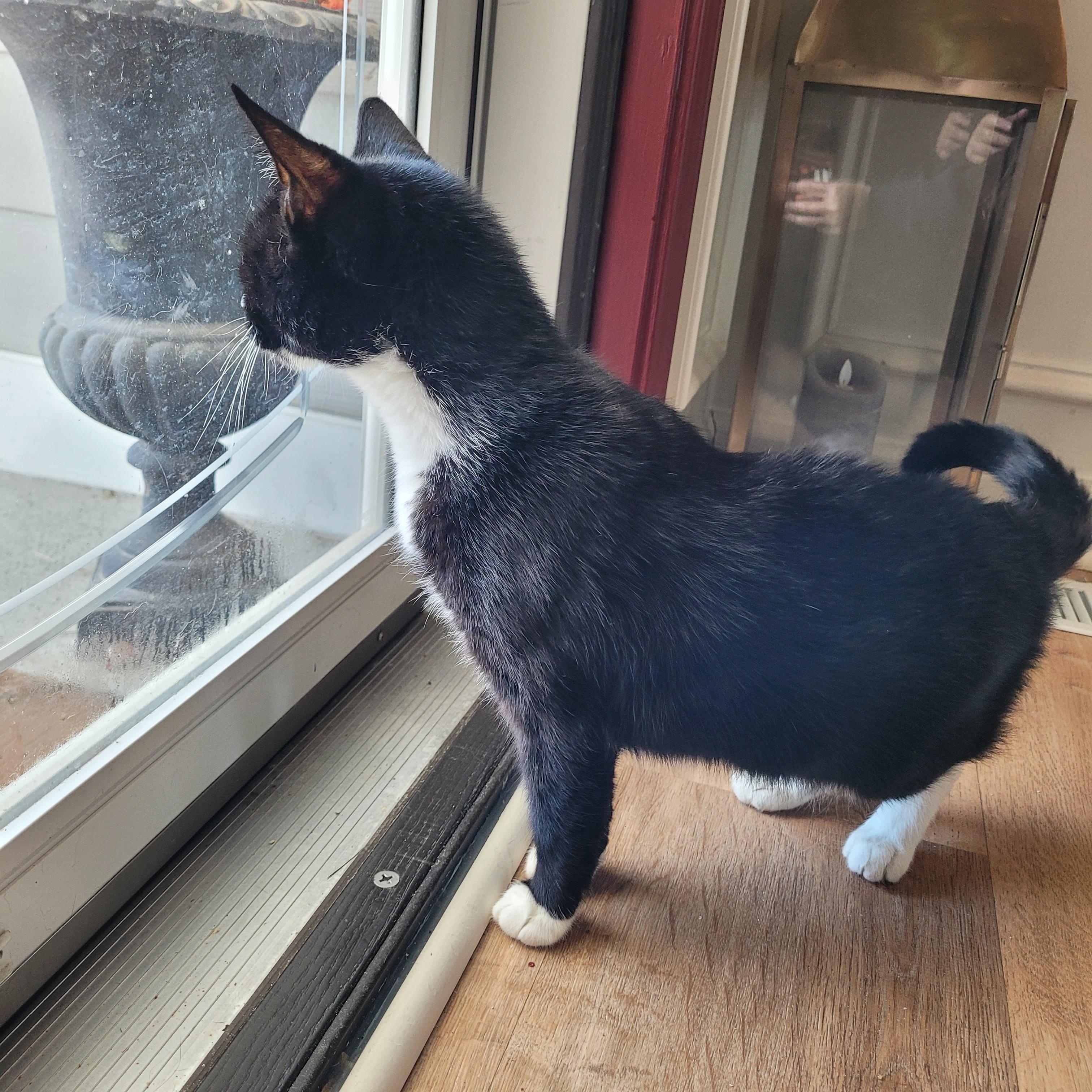 Biscoff, a ADOPTABLE Domestic Short Hair in Indianapolis, IN image 3/6