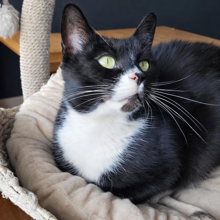 Enlarge Biscoff, a ADOPTABLE Domestic Short Hair in Indianapolis, IN image 4/6