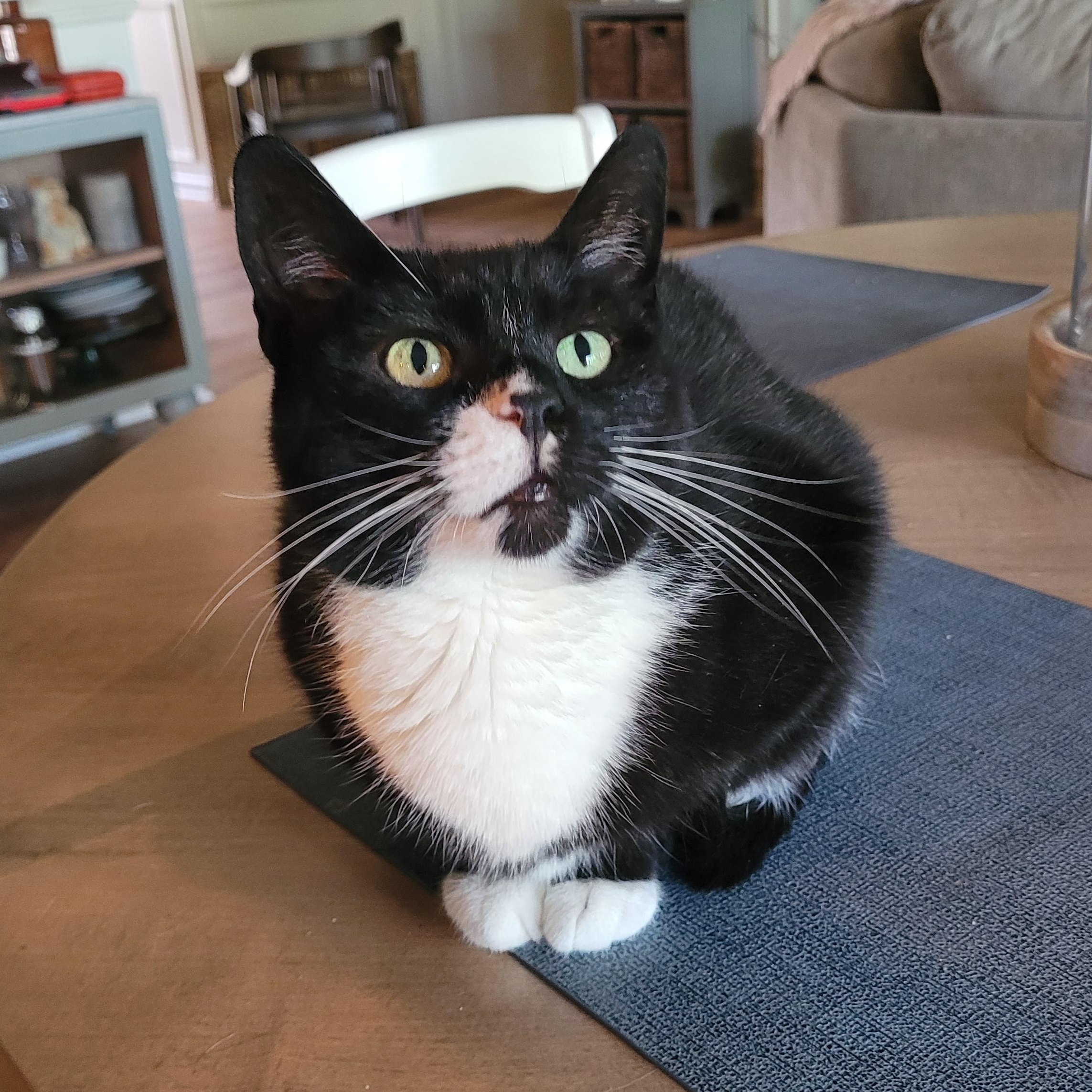 Enlarge Biscoff, a ADOPTABLE Domestic Short Hair in Indianapolis, IN image 2/6