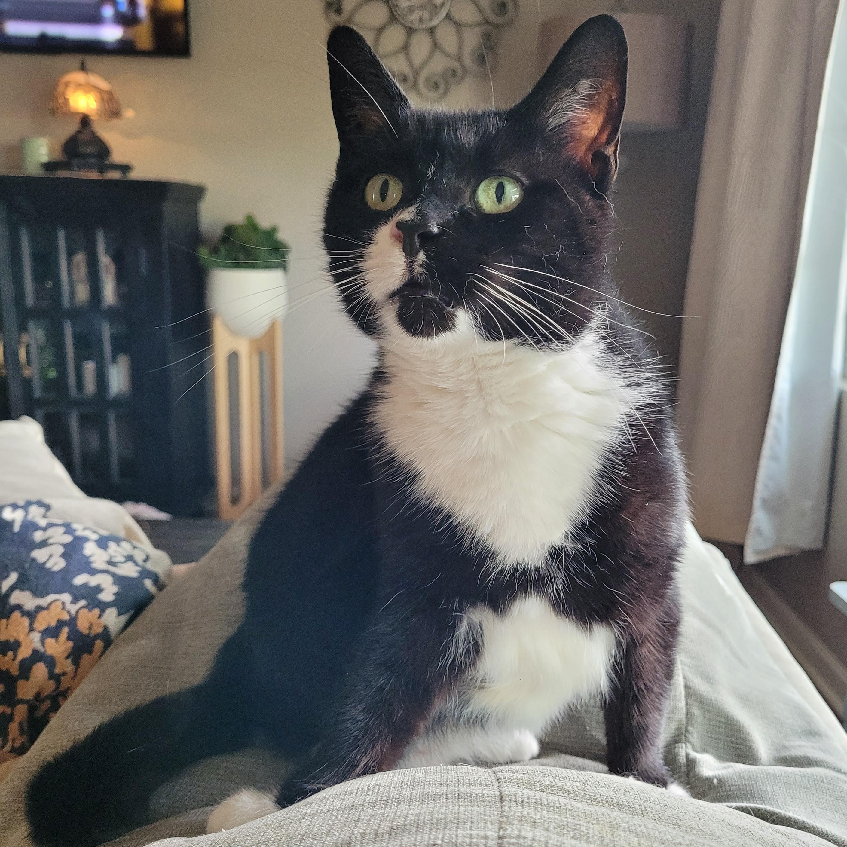 Enlarge Biscoff, a ADOPTABLE Domestic Short Hair in Indianapolis, IN image 5/6