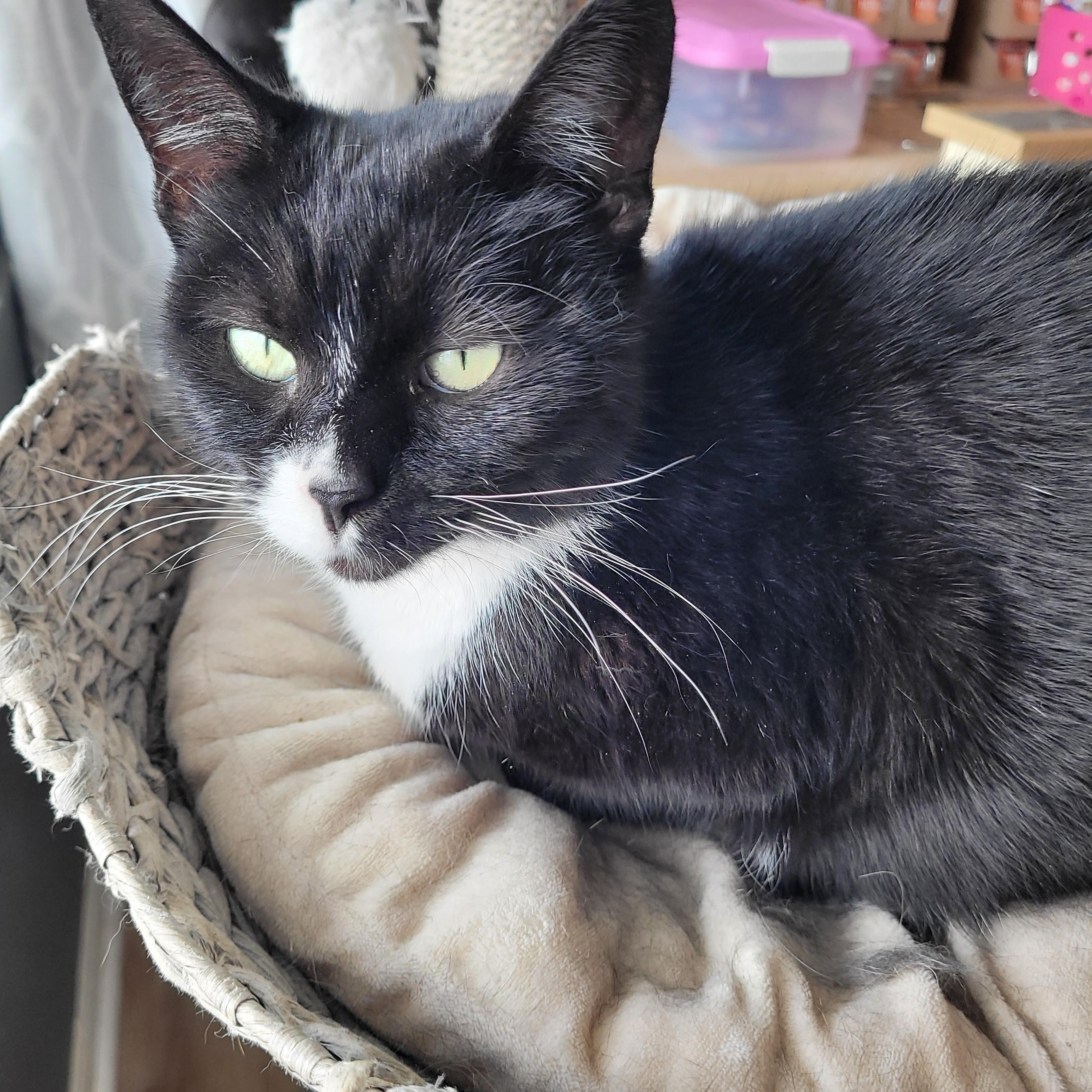 Enlarge Biscoff, a ADOPTABLE Domestic Short Hair in Indianapolis, IN image 5/6