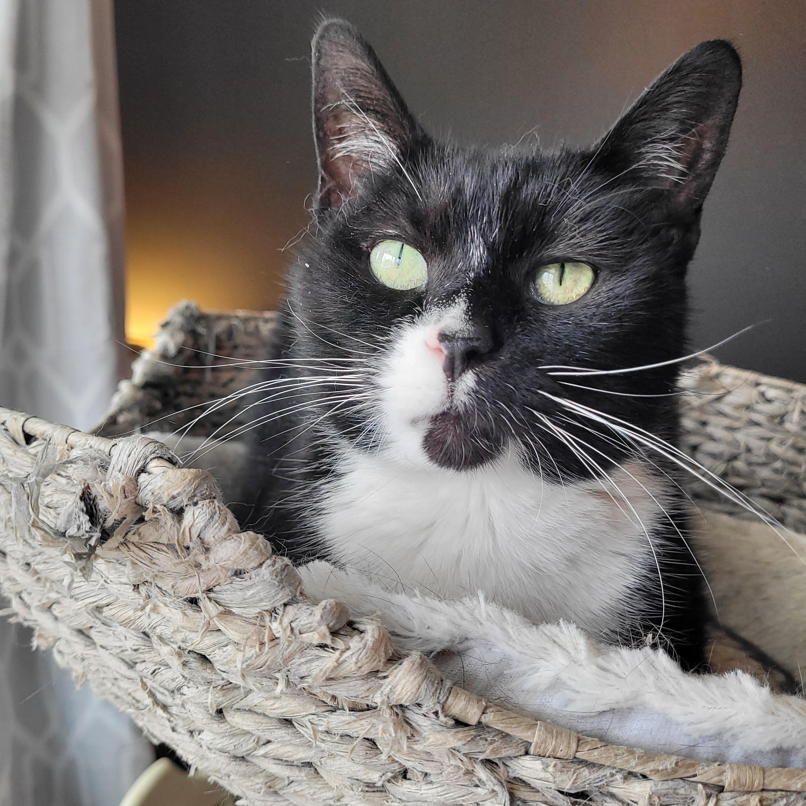 Enlarge Biscoff, a ADOPTABLE Domestic Short Hair in Indianapolis, IN image 1/6