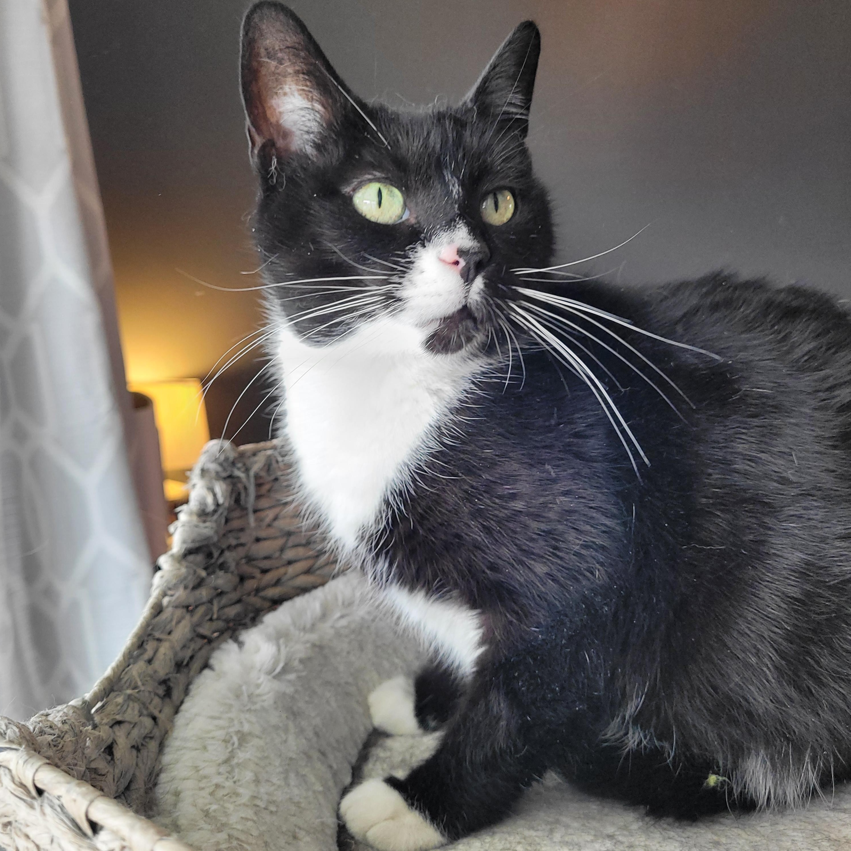 Enlarge Biscoff, a ADOPTABLE Domestic Short Hair in Indianapolis, IN image 2/6